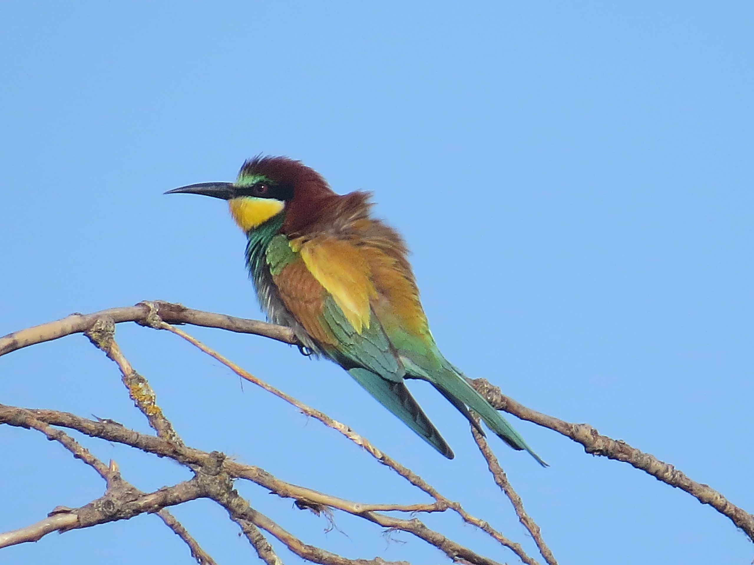 ABEJARUCO (MEROPS APIASTER)