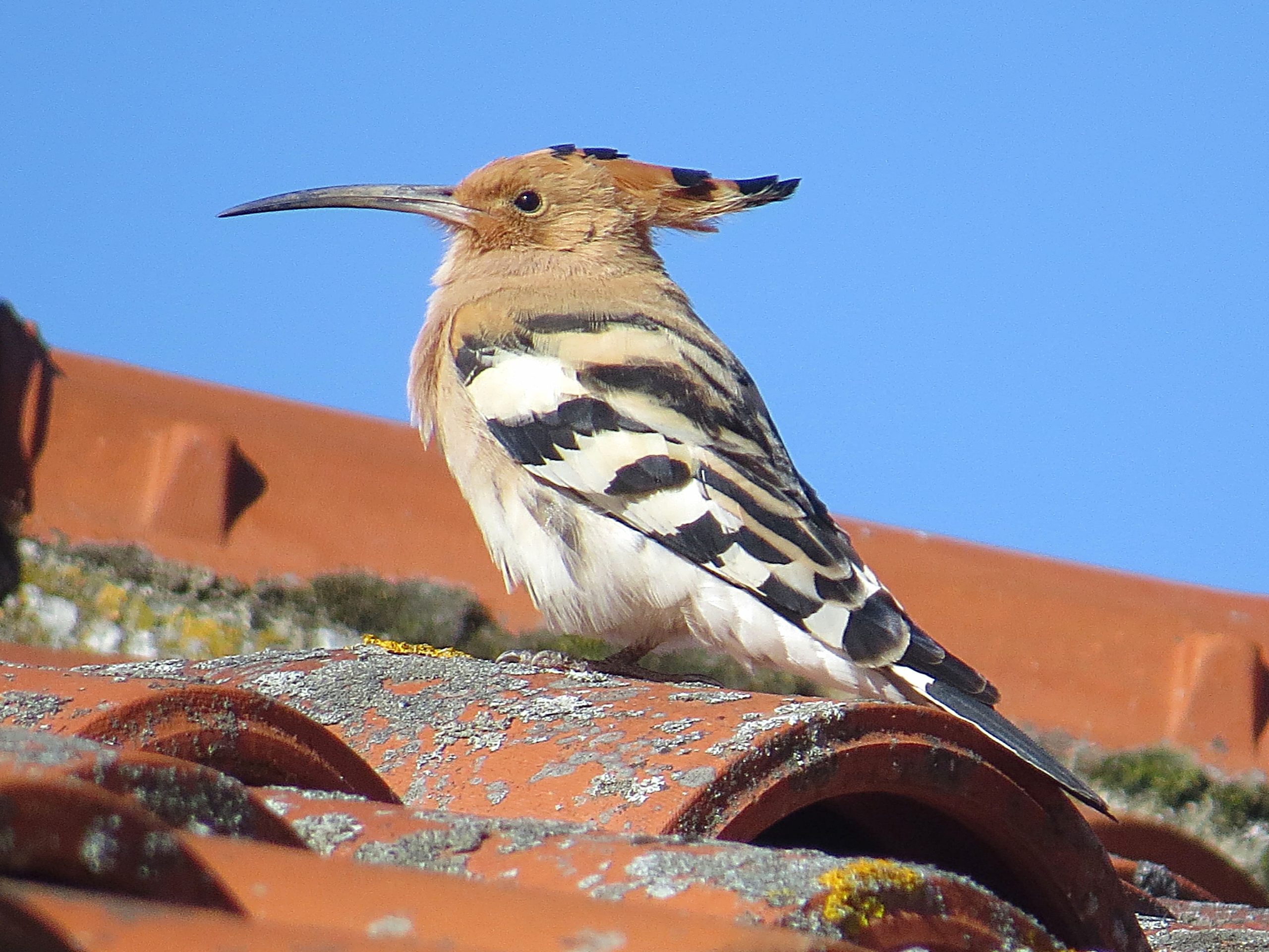 Abubilla (Upupa epops)