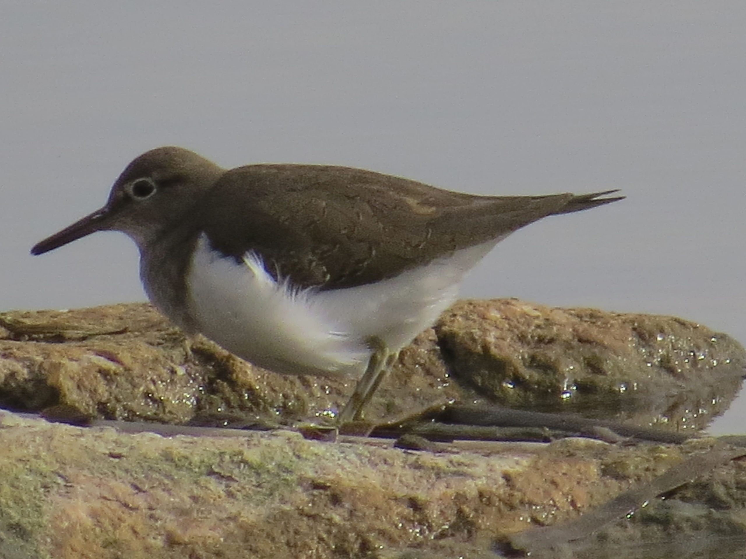 Andarríos chico (Actitis hypoleucos)