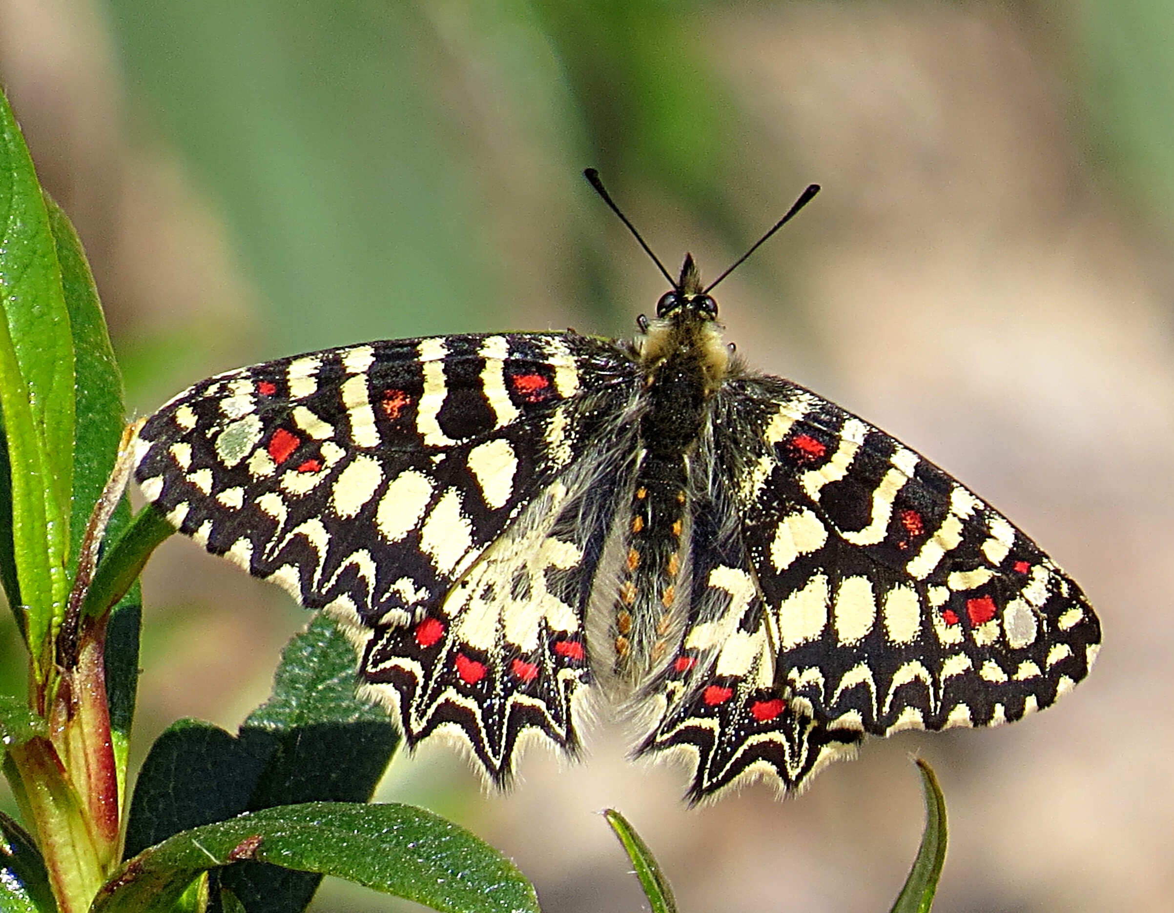 Arlequín (Zerynthia rumina)