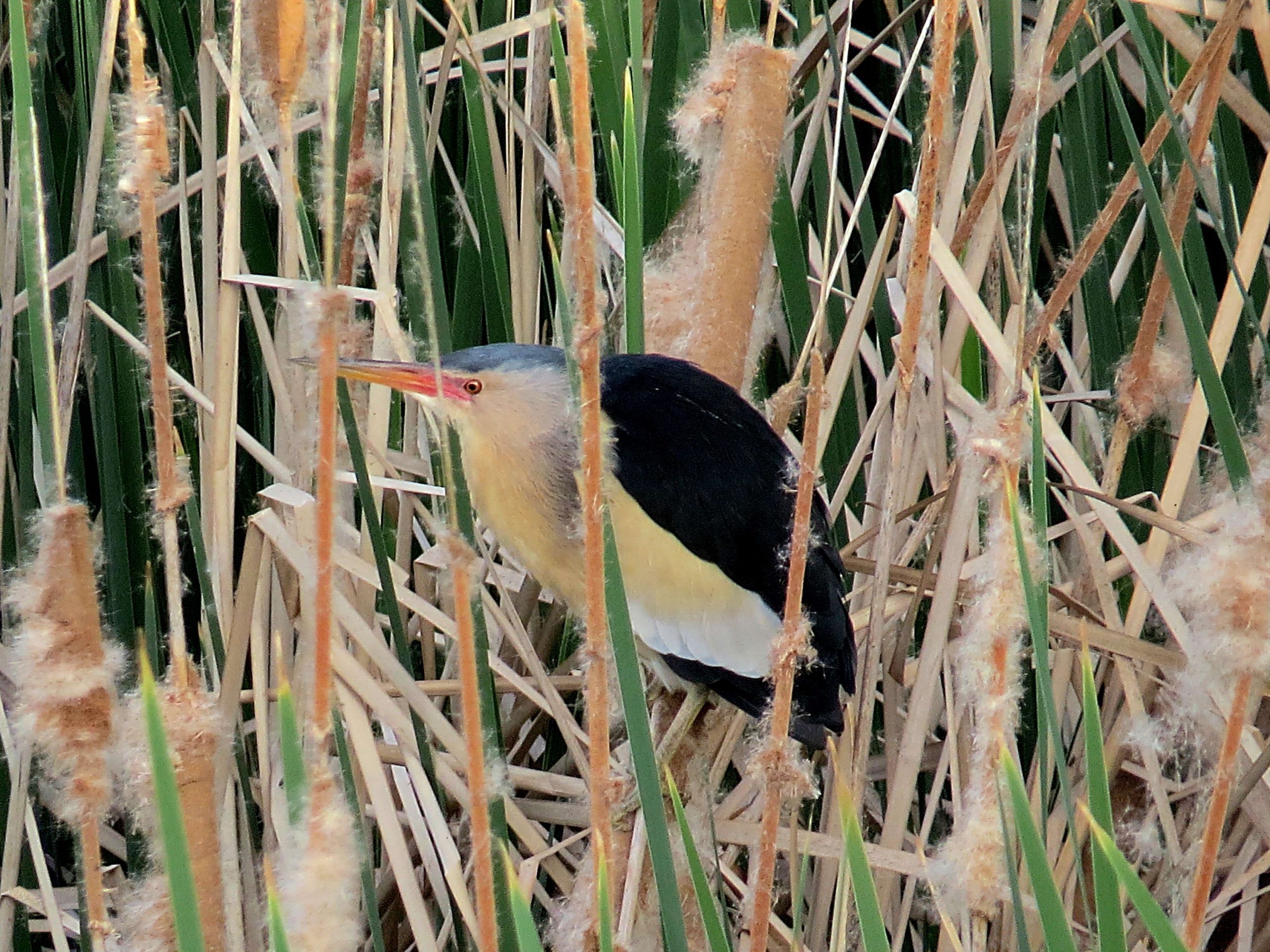 Avetorillo (Ixobrychus minutus)