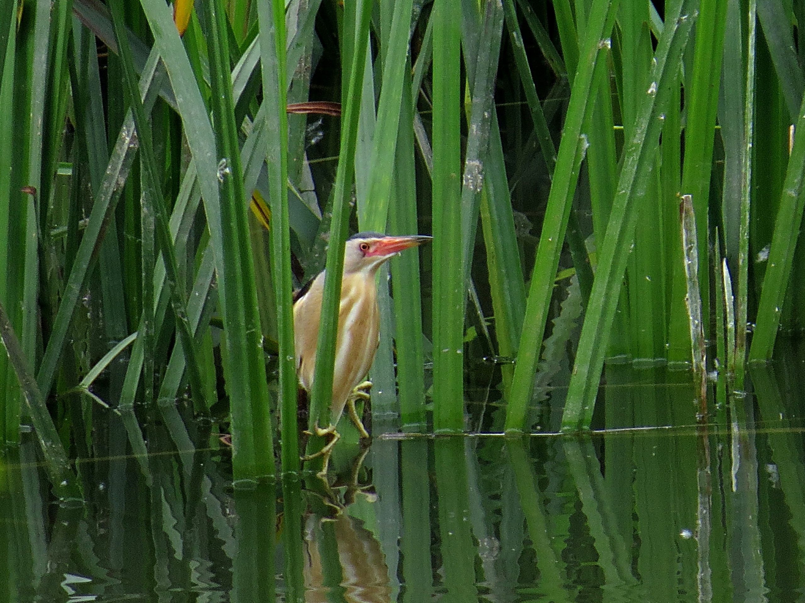Avetorillo común (Ixobrychus minutus)