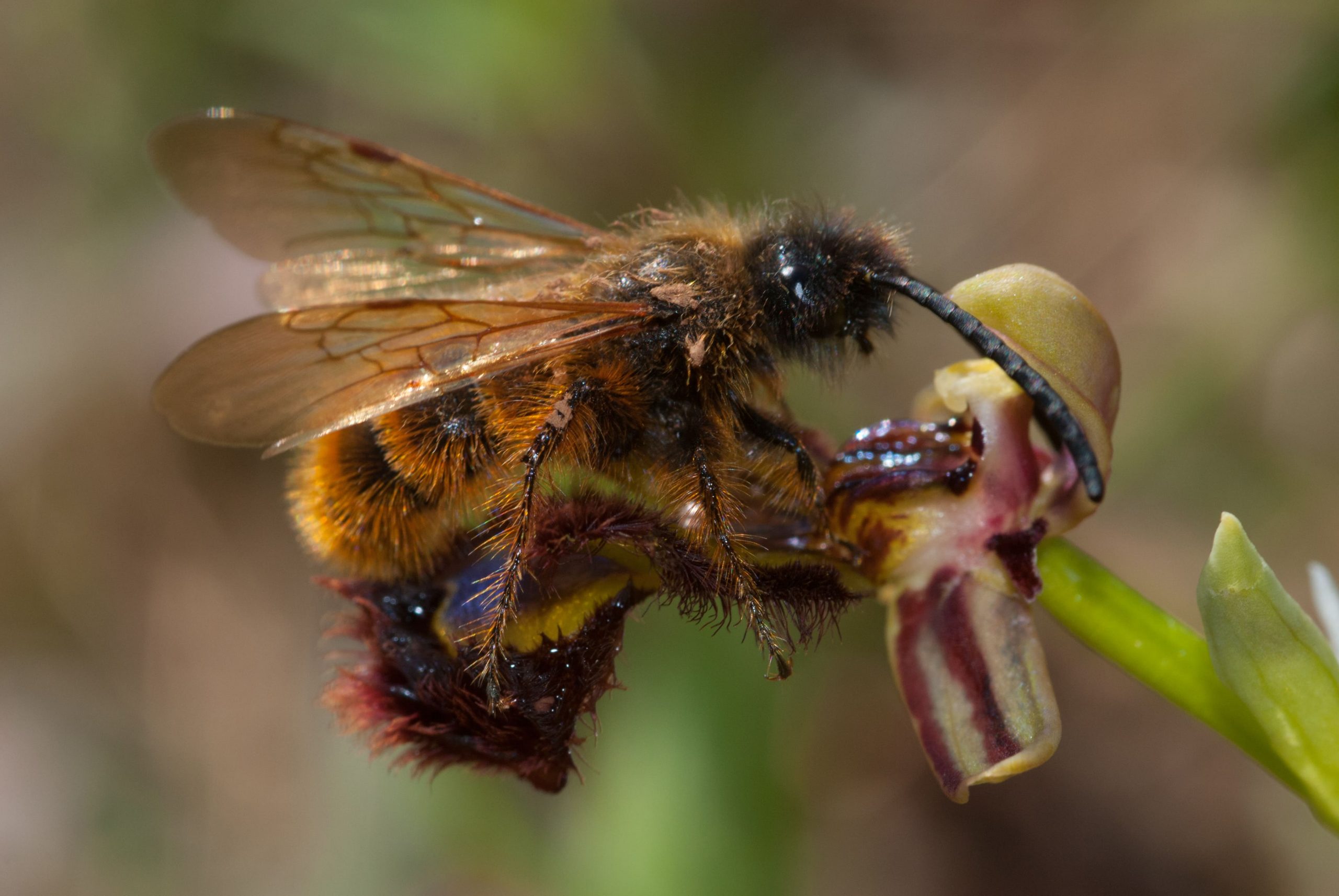 Avispa peluda (Dasyscolia ciliata)