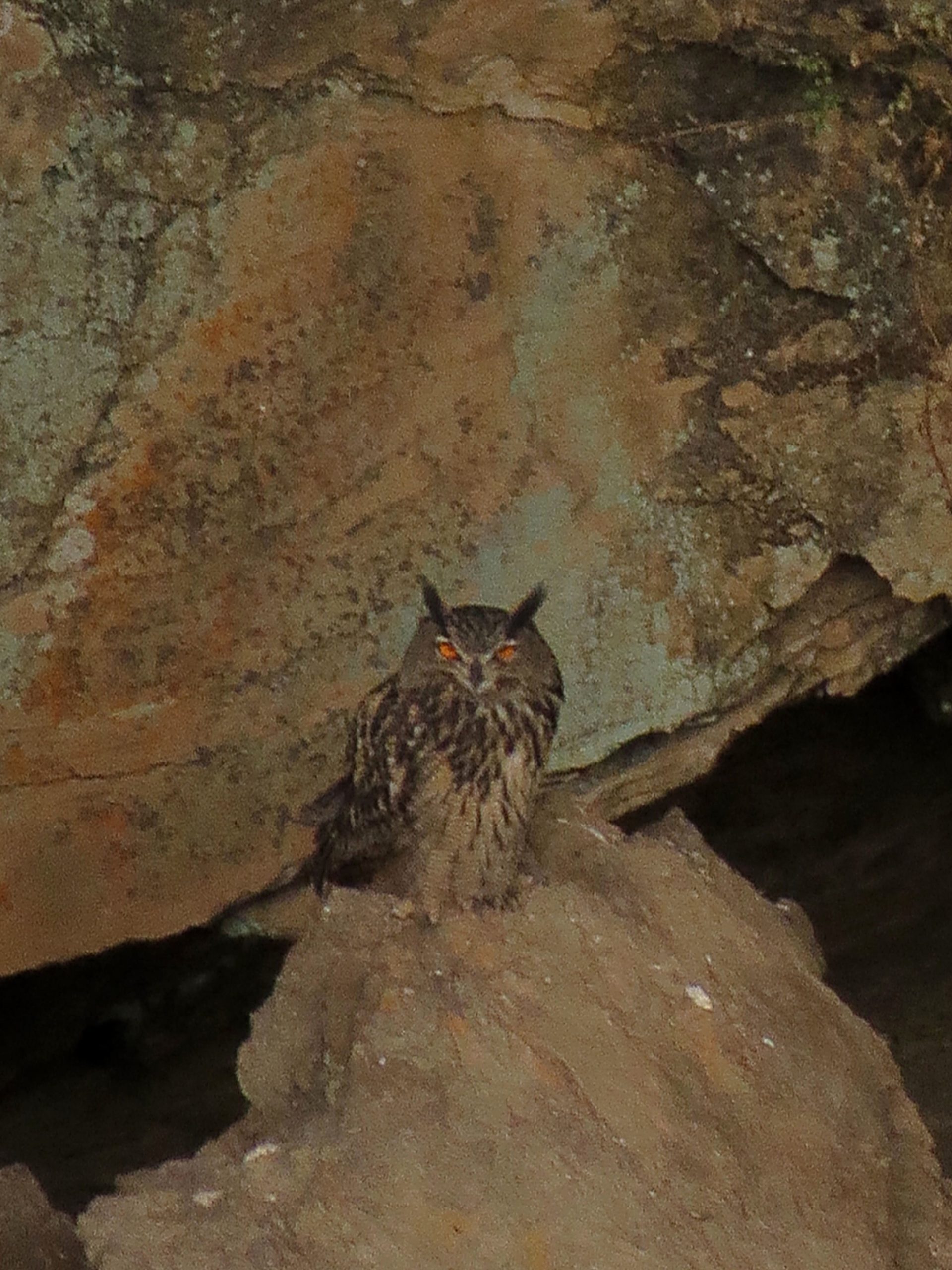 Búho real (Bubo bubo)