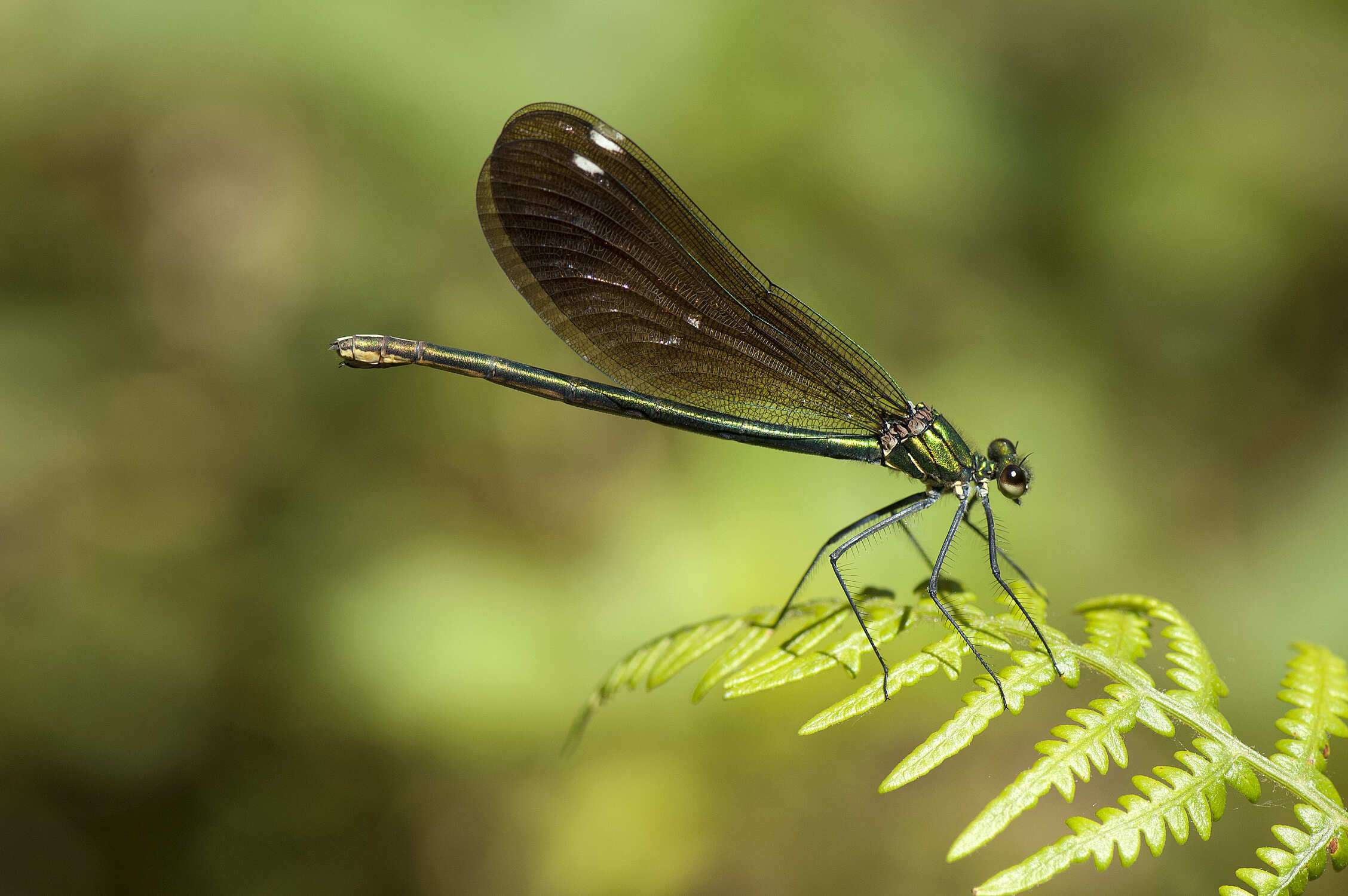 Caballito del diablo negro-azulado (Calopteryx xanthostoma)