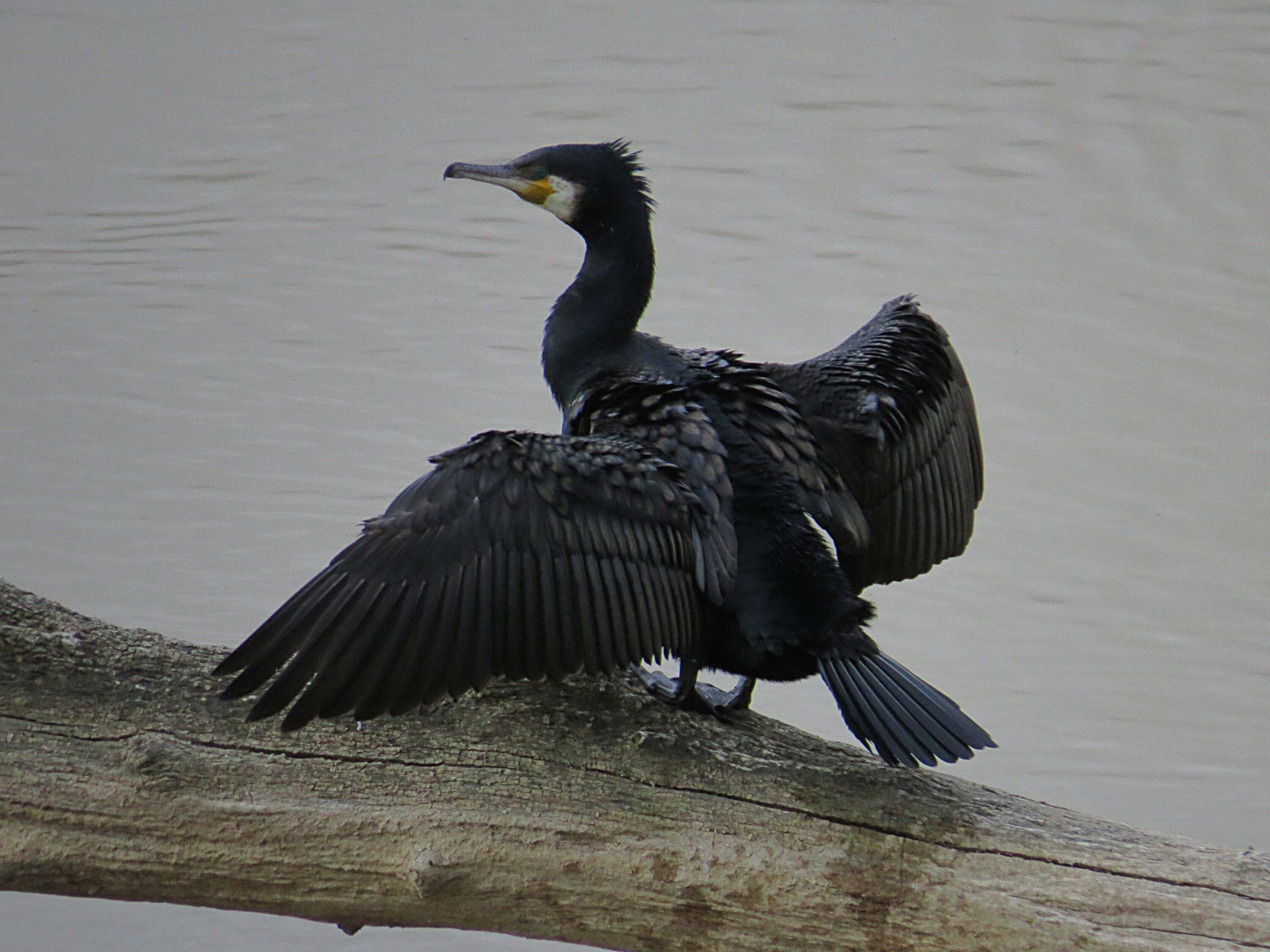 Cormorán grande (Phalacrocorax carbo)