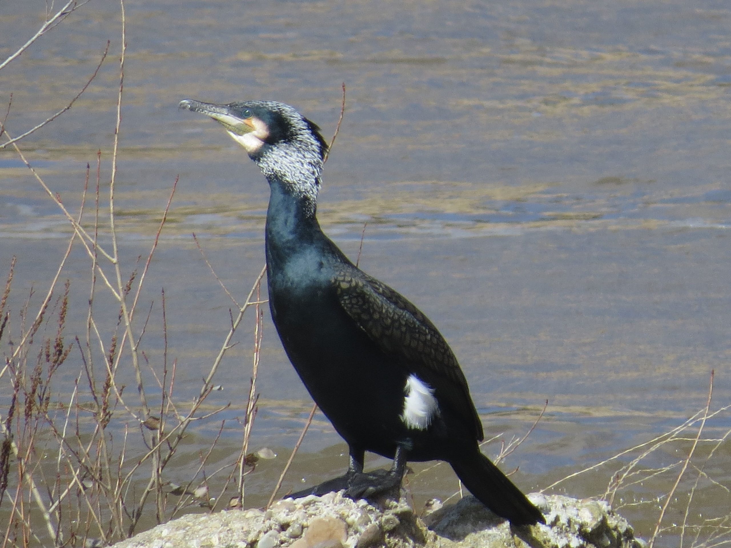Cormorán grande (Phalacrocorax carbo)