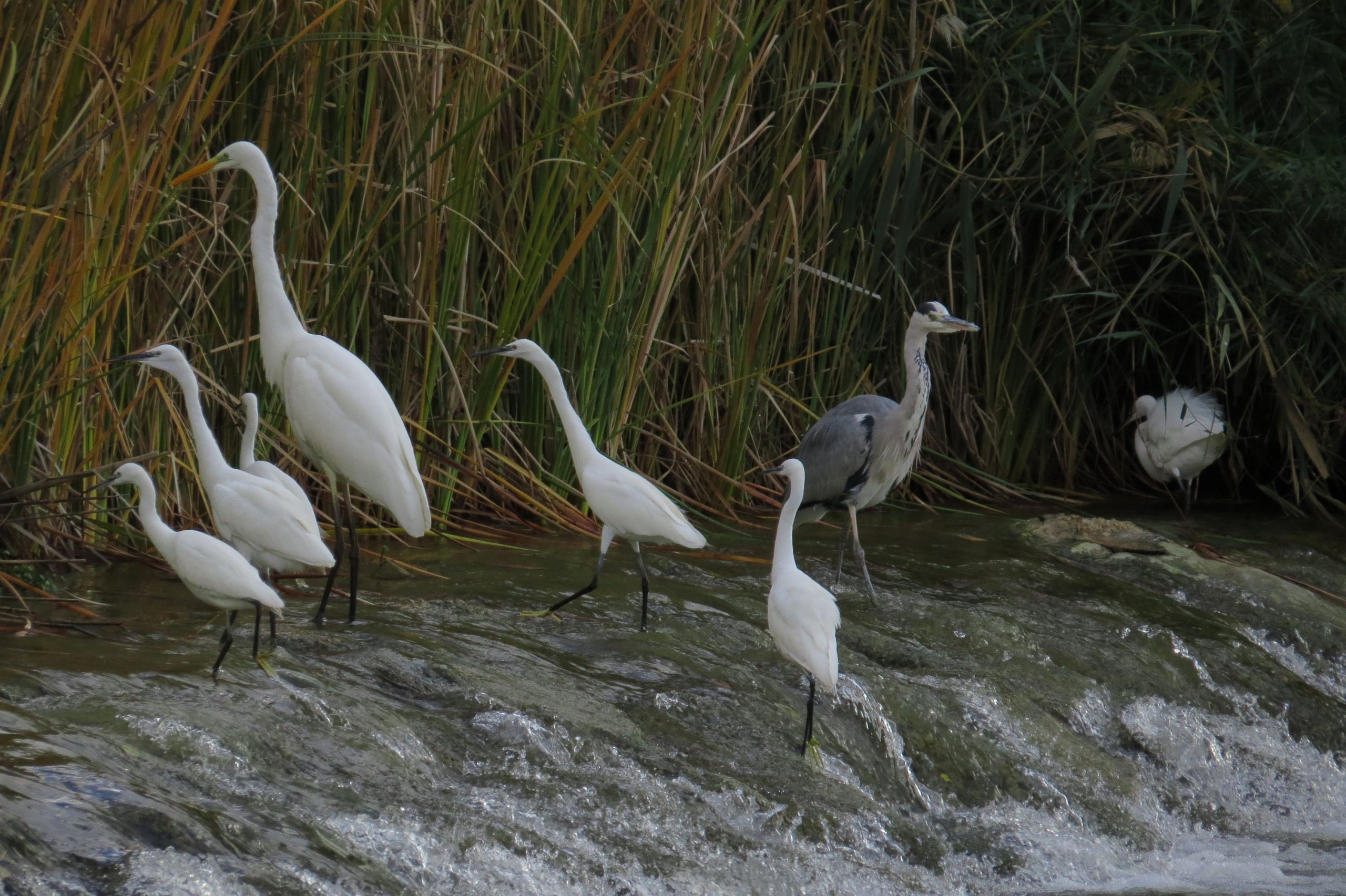 Garcetas comunes (Egretta garzetta), garceta grande (Ardea alba) y garza real (Ardea cinerea) pescando en una zuda.