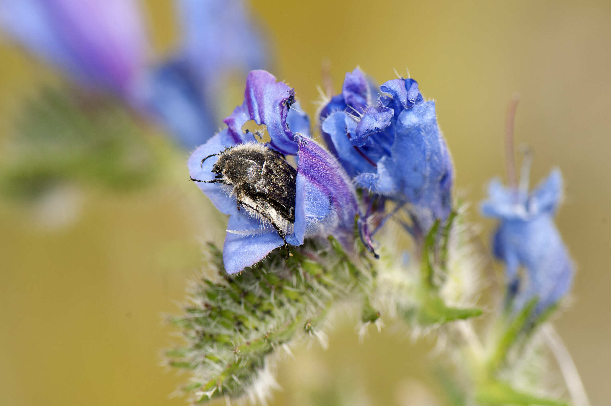 Escarabajo de las flores (Tropinota squalida)