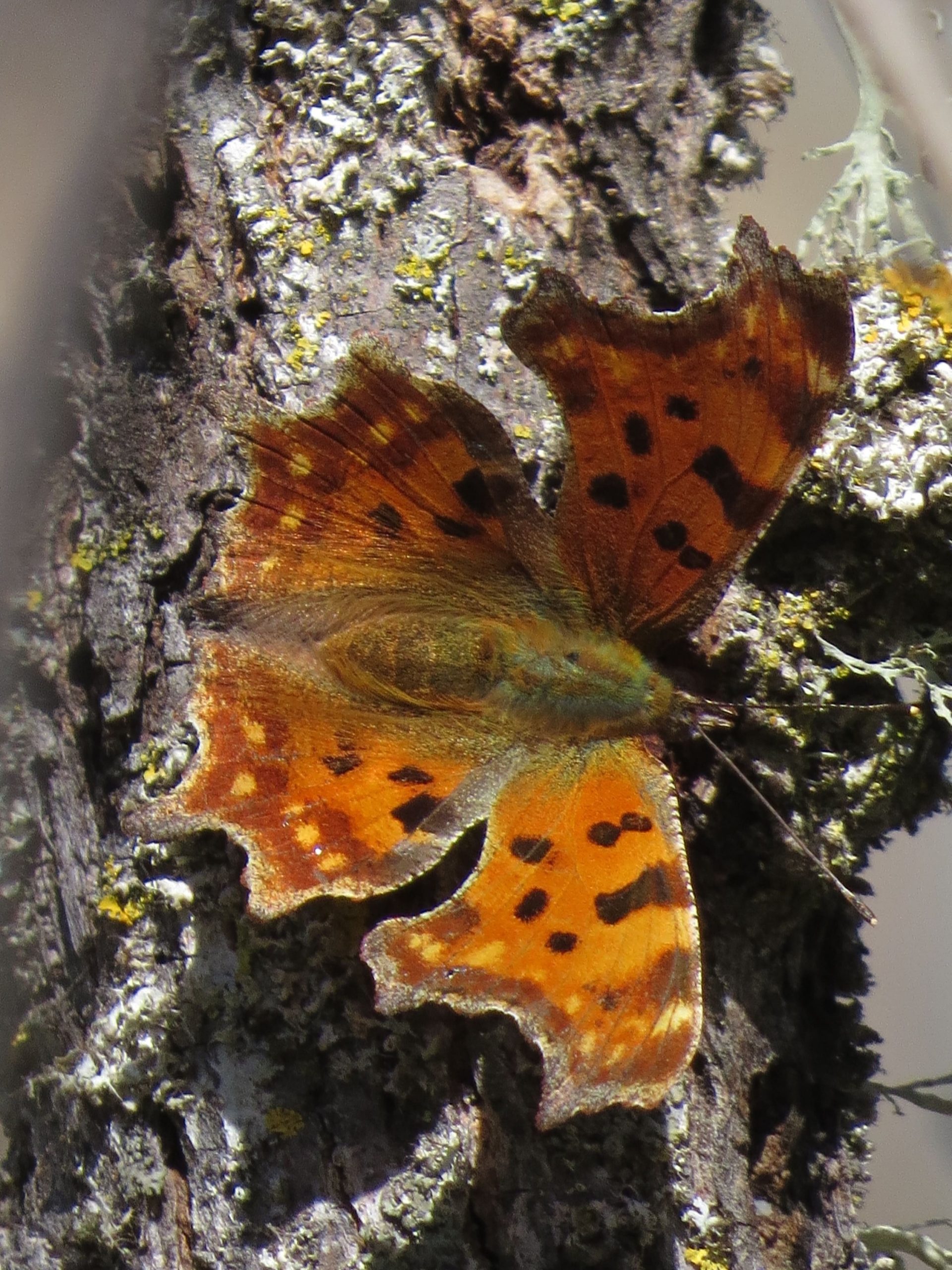 Escisa o C-Blanca (Polygonia c-album)