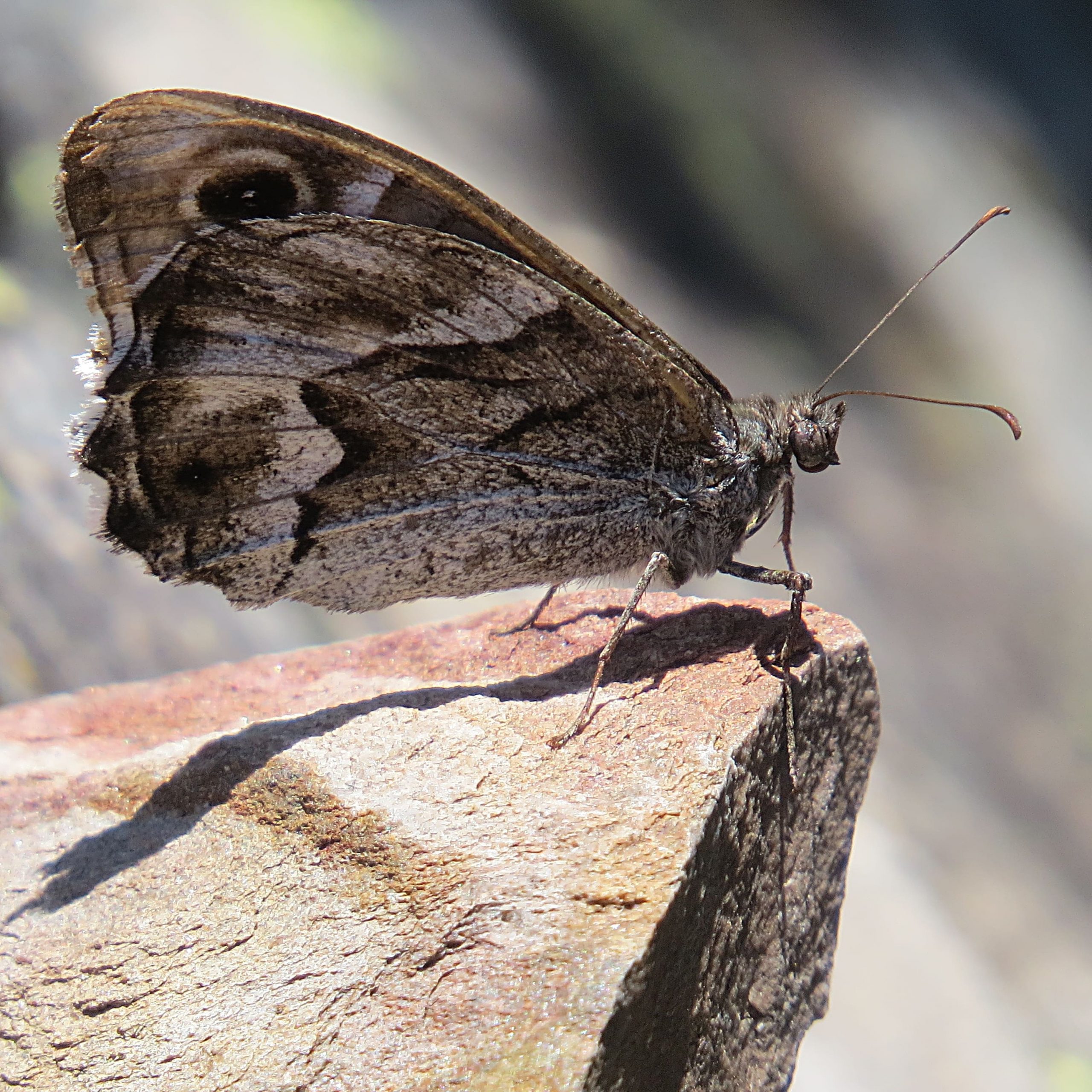 Festón blanco (Hipparchia fidia)