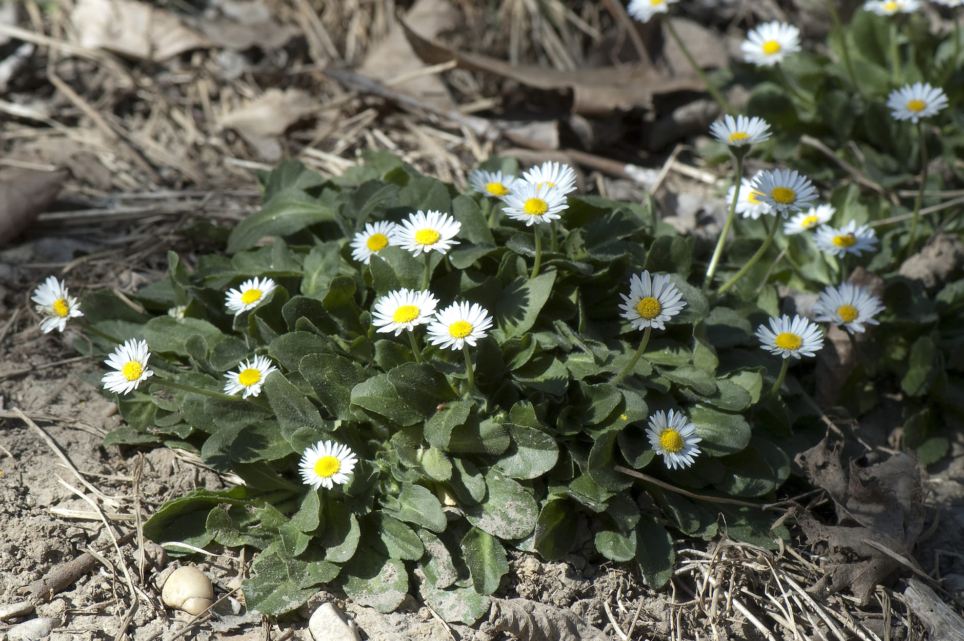Foto de vista normal de margaritas (Bellis perennis)