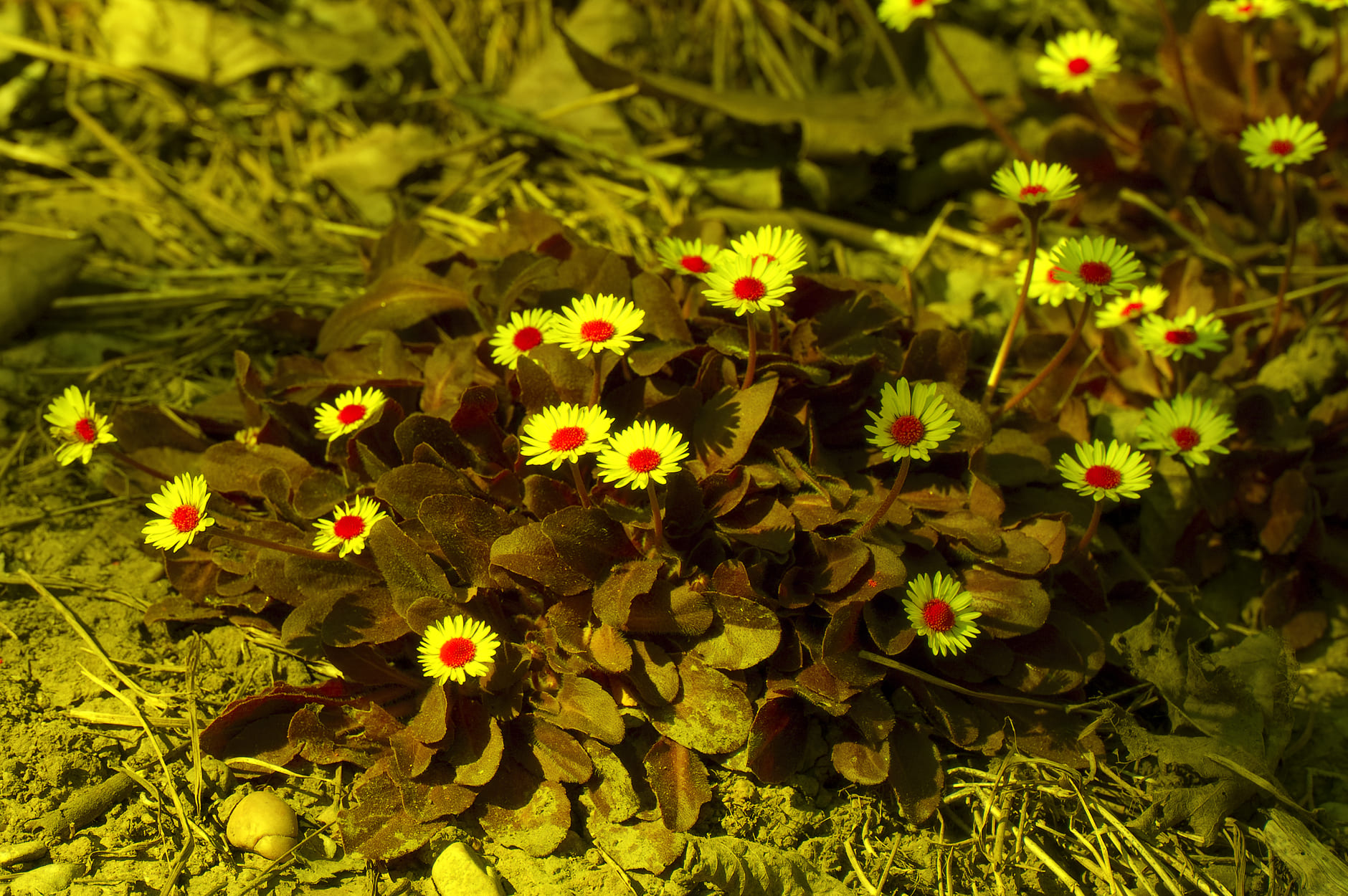 Foto de vista ultravioleta de margaritas (Bellis perennis)