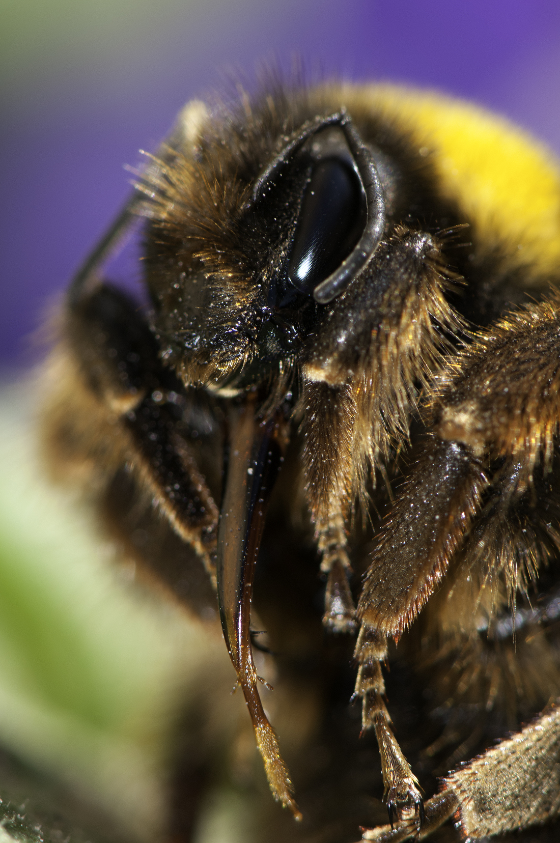 Foto en detalle de Abejorro común (Bombus terrestris)