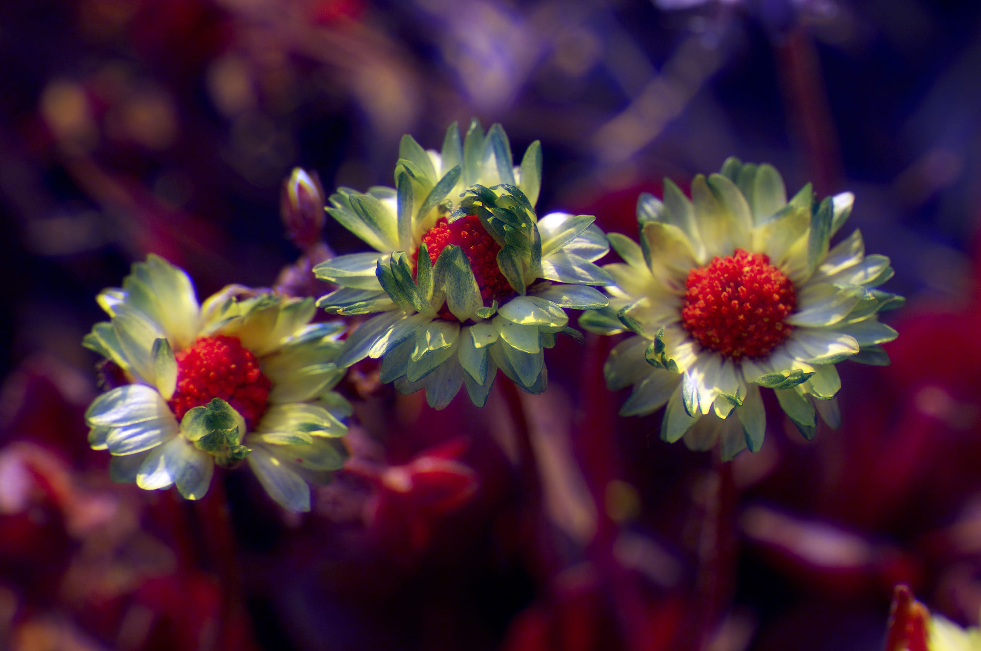 Foto en ultravioleta de margaritas (Bellis perennis)