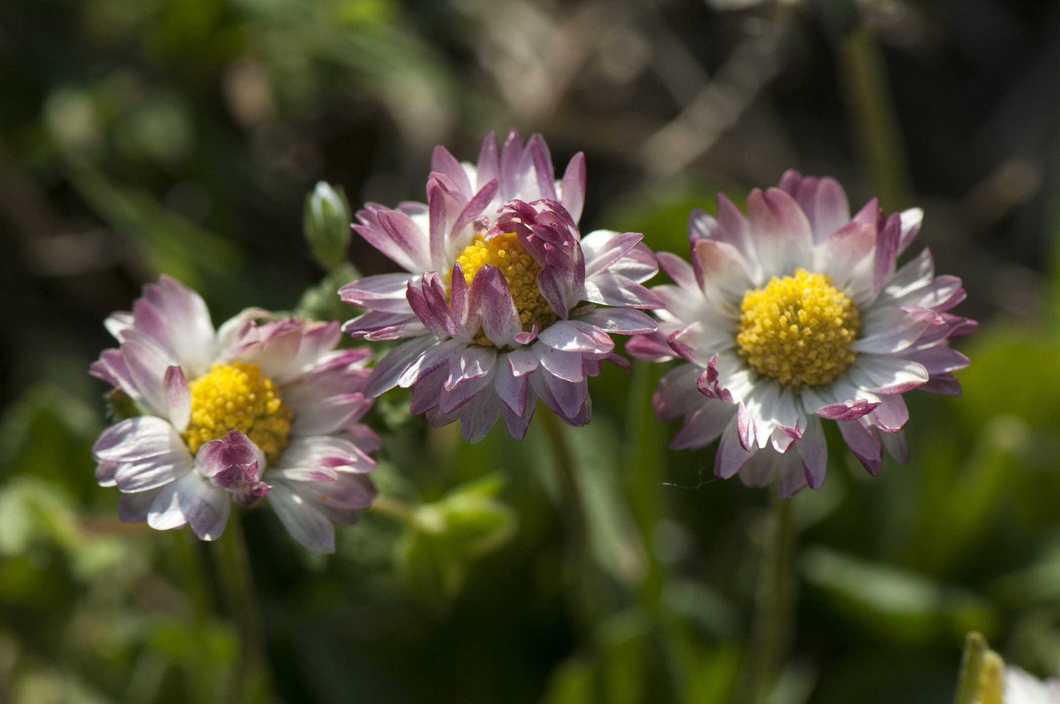 Foto normal de margaritas (Bellis perennis)