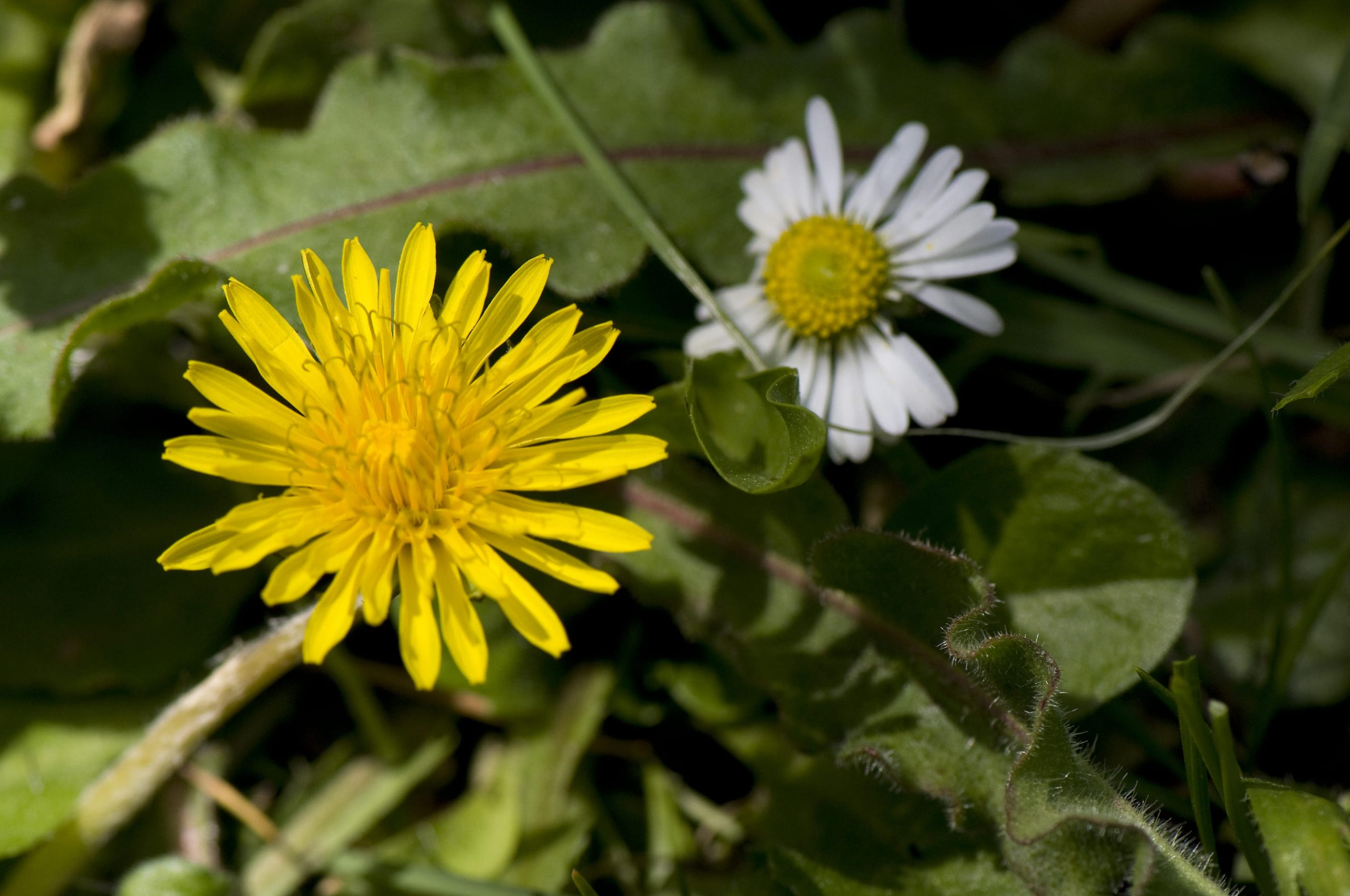 Foto normal de un diente de león (Taraxacum officinalis) y una margarita (Belli