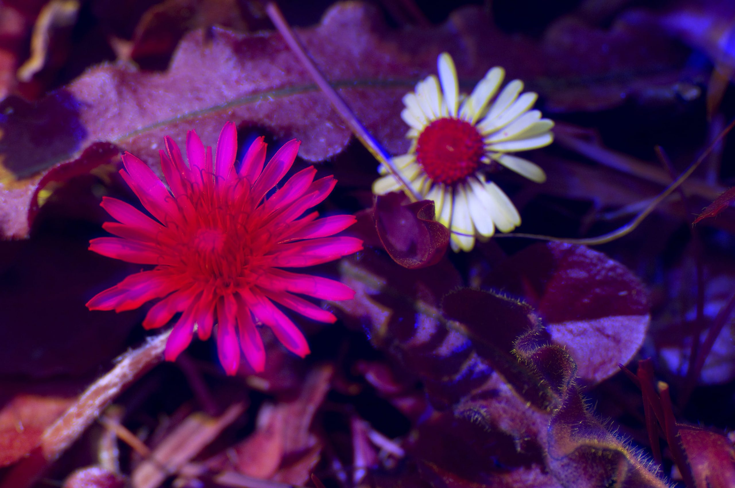 Foto ultravioleta de un diente de león (Taraxacum officinalis) y una margari
