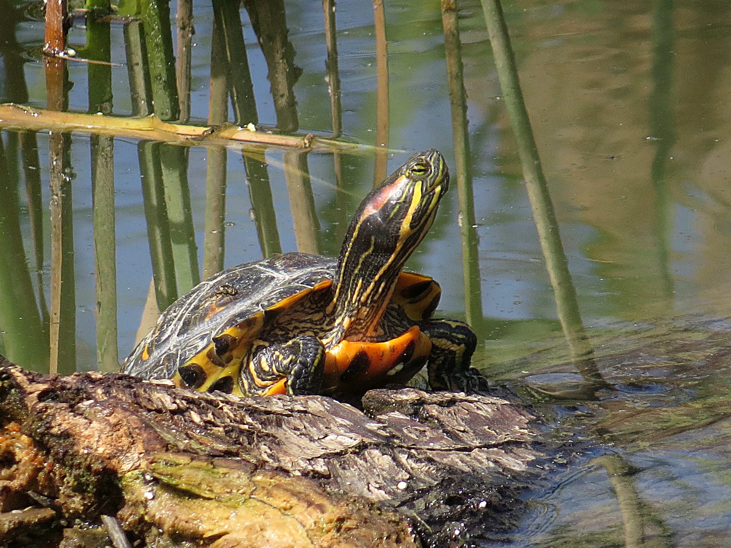 Galápago de Florida (Trachemys scripta)