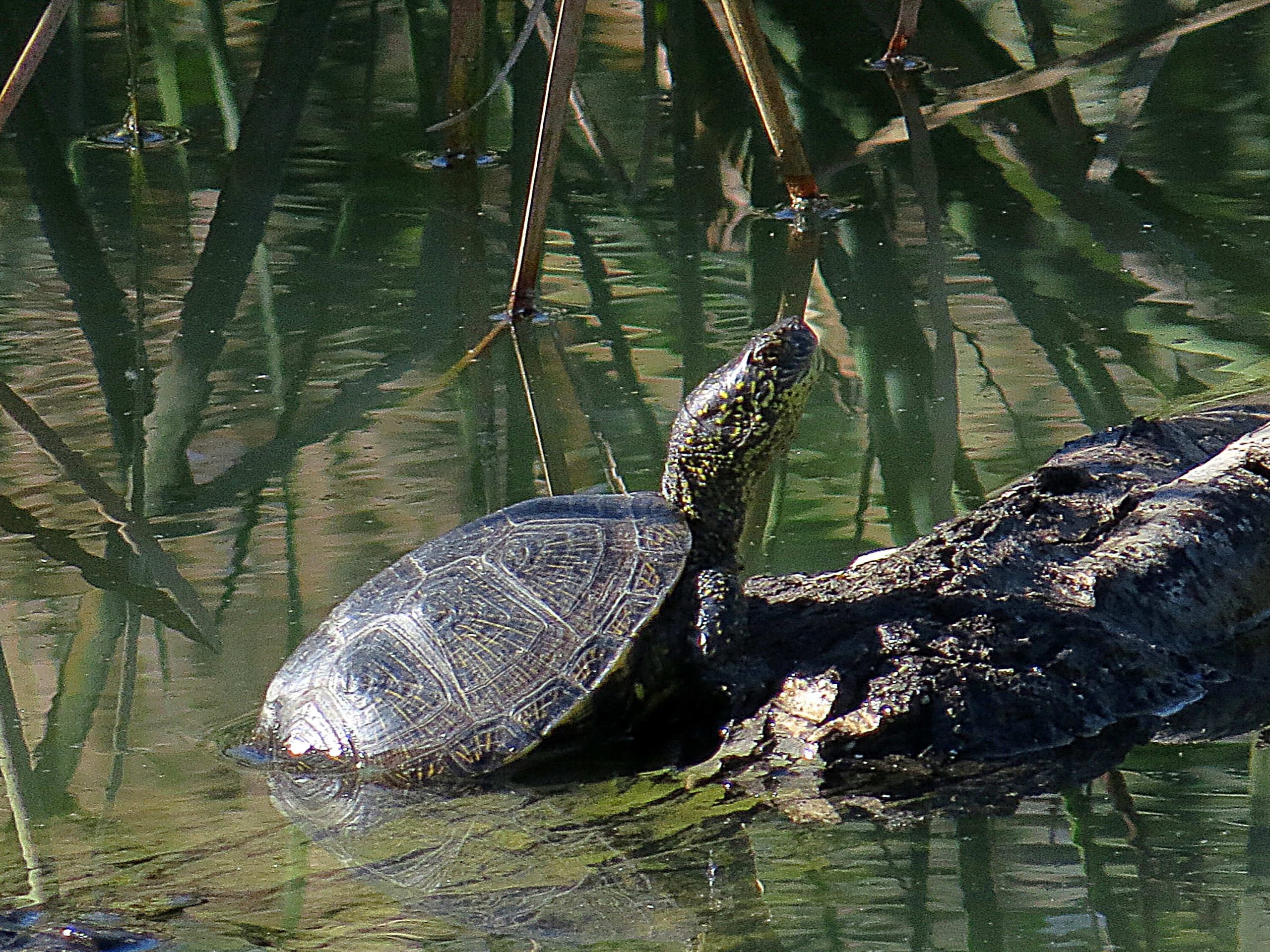 Galápago europeo (Emys orbicularis)
