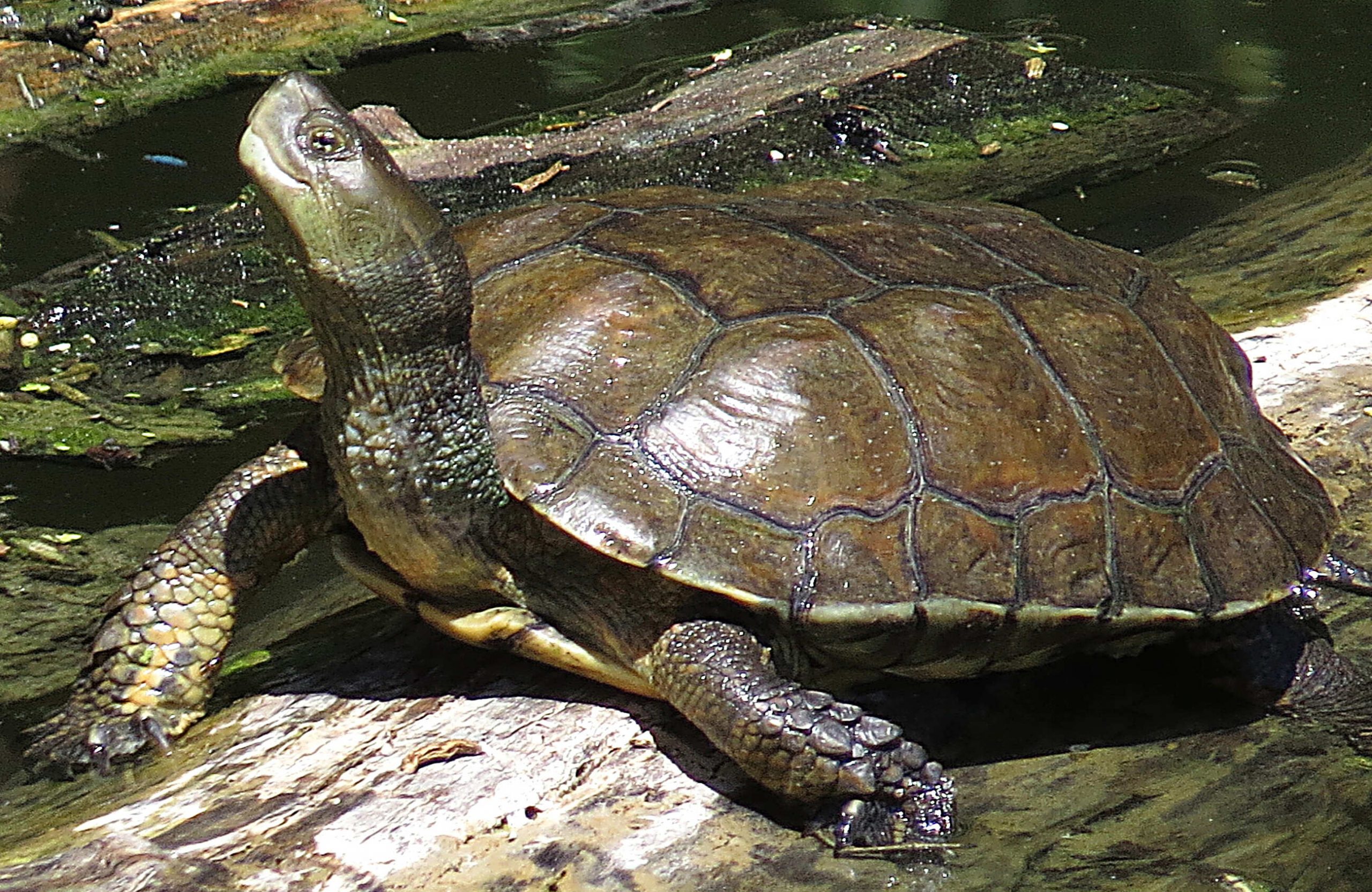 Galápago leproso (Mauremys leprosa) (2)
