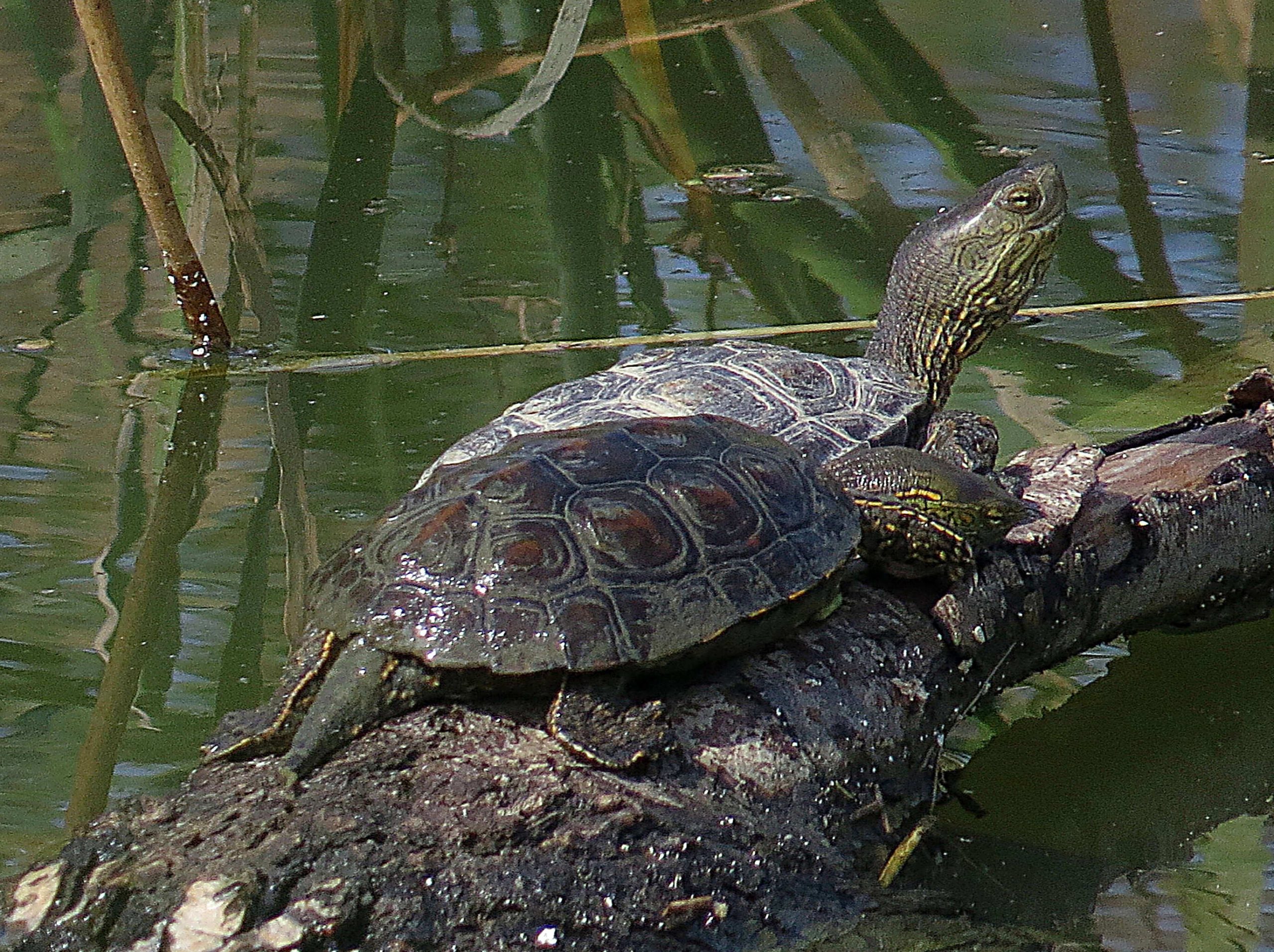 Galápago leproso (Mauremys leprosa)
