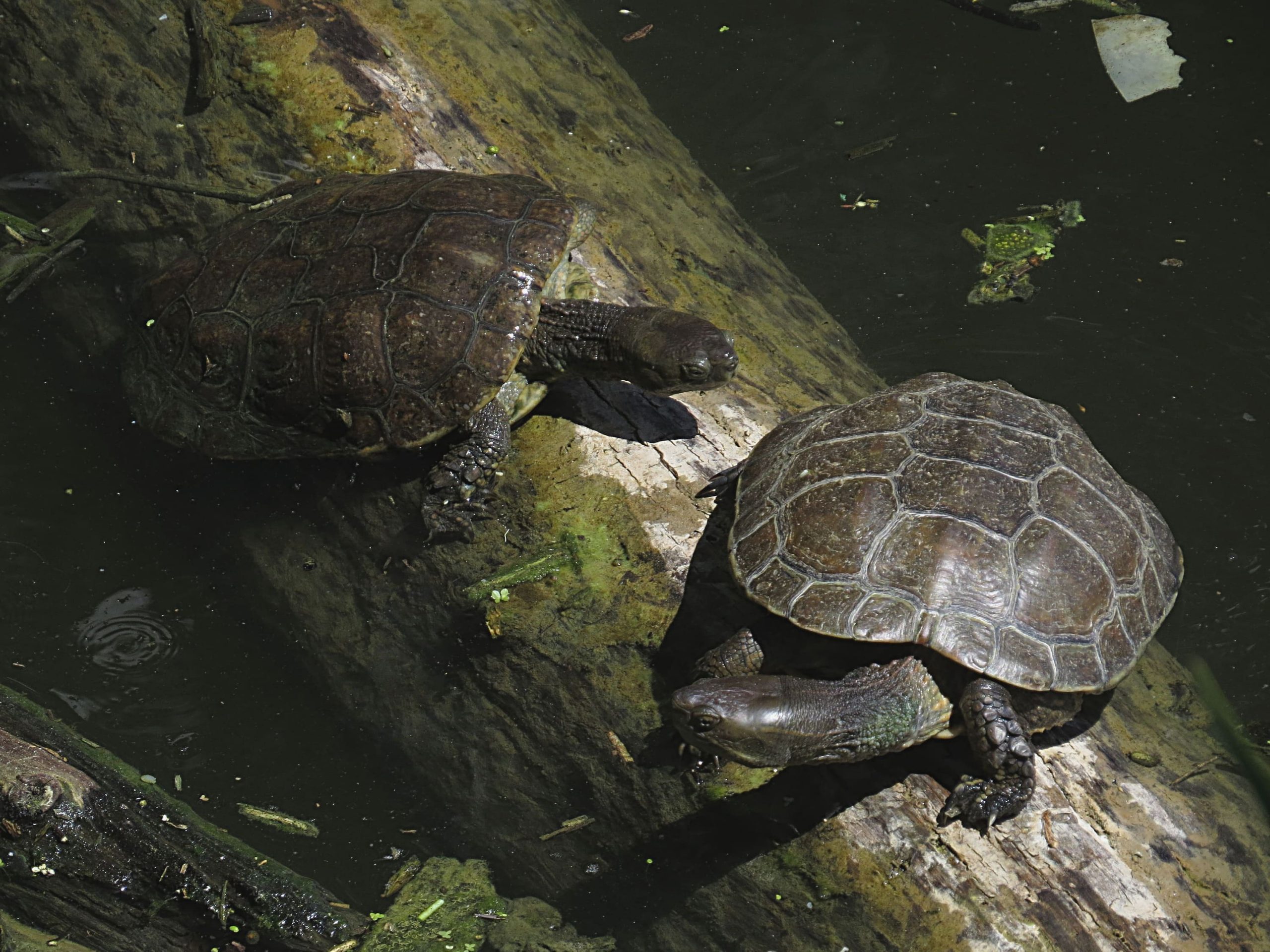 Galápagos leprosos (Mauremys leprosa)