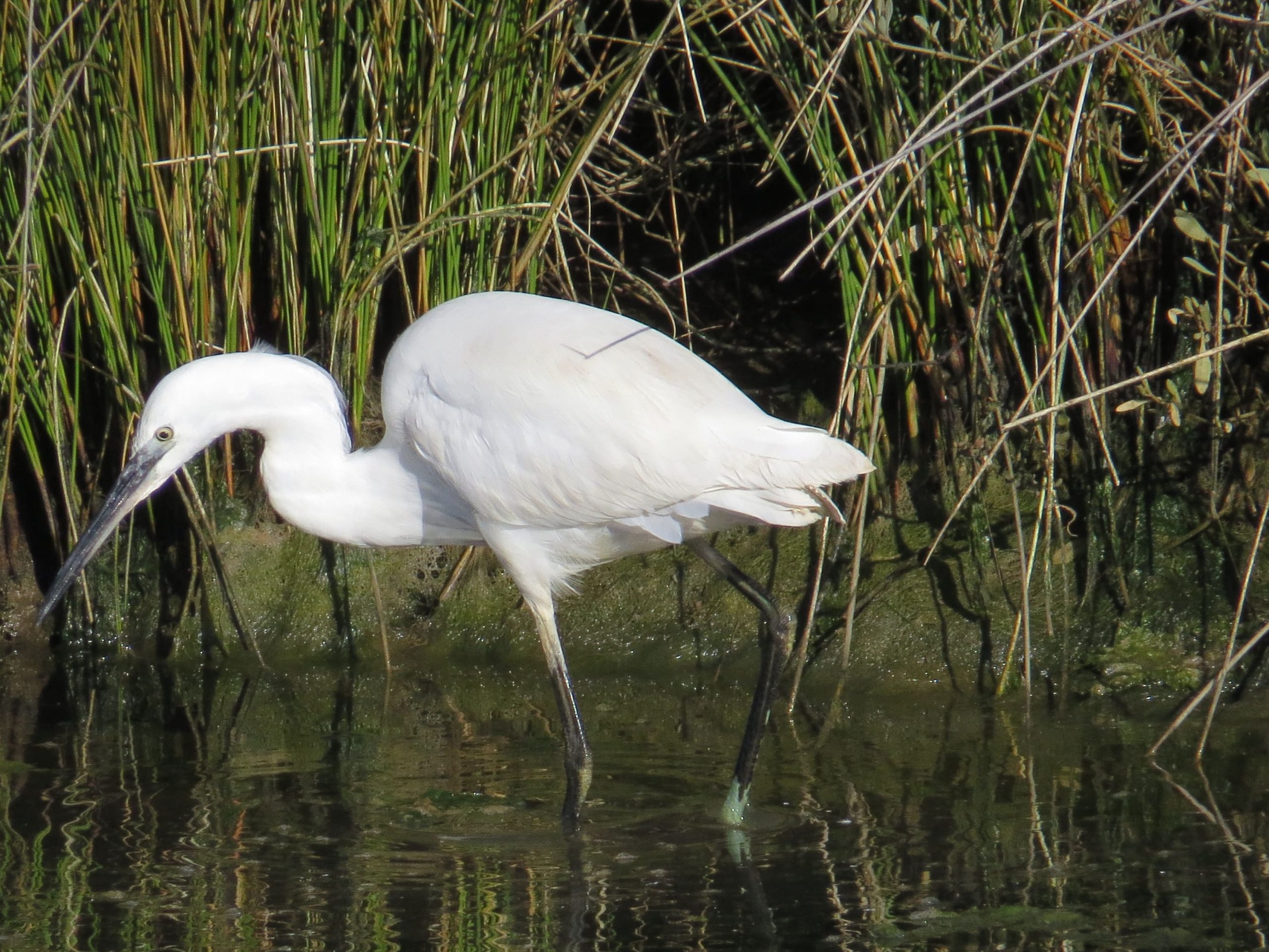 Garceta común (Egretta garzetta) (2)