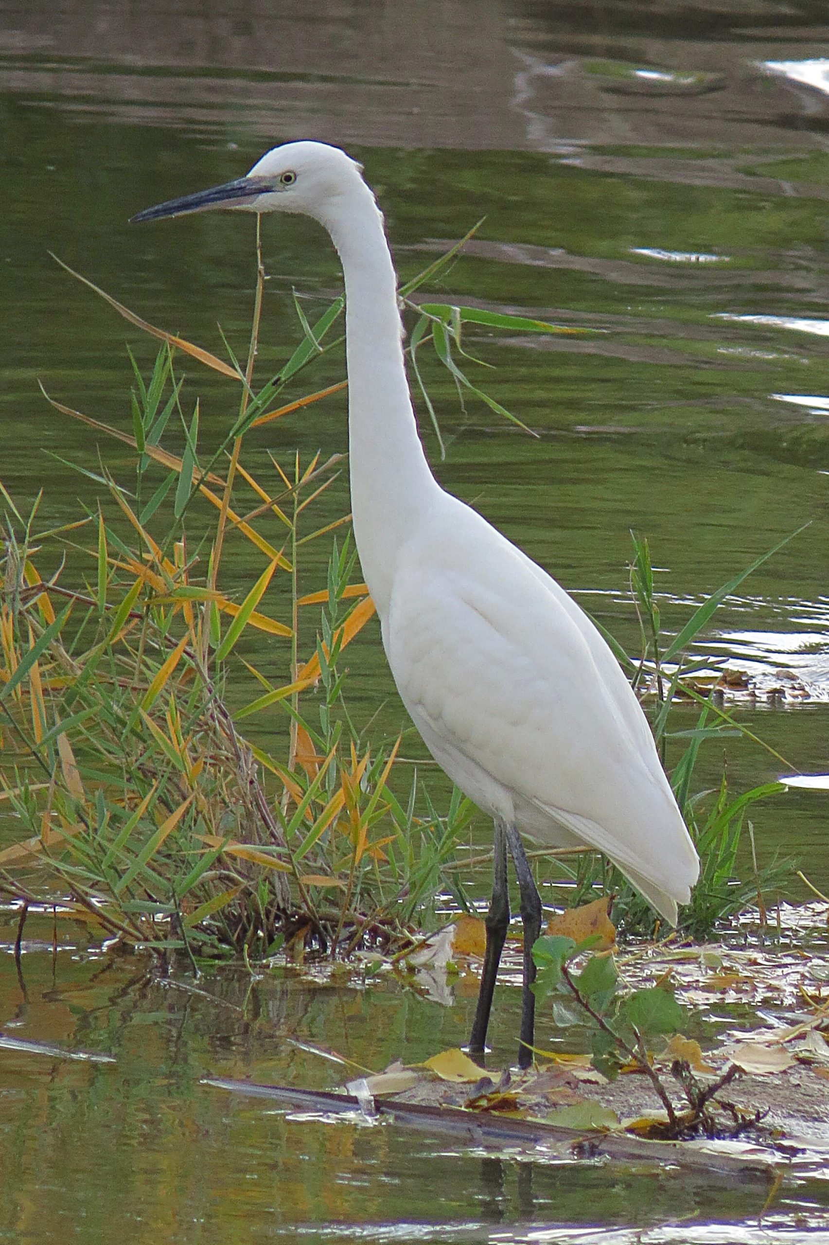 Garceta común (Egretta garzetta)