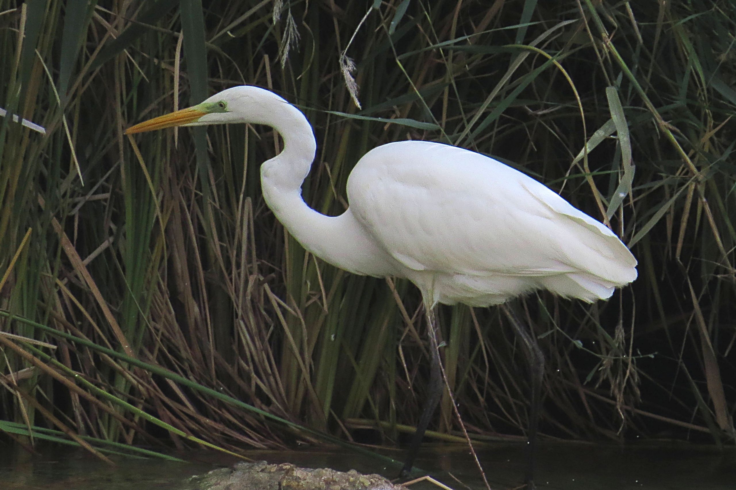 Garceta grande (Ardea alba)