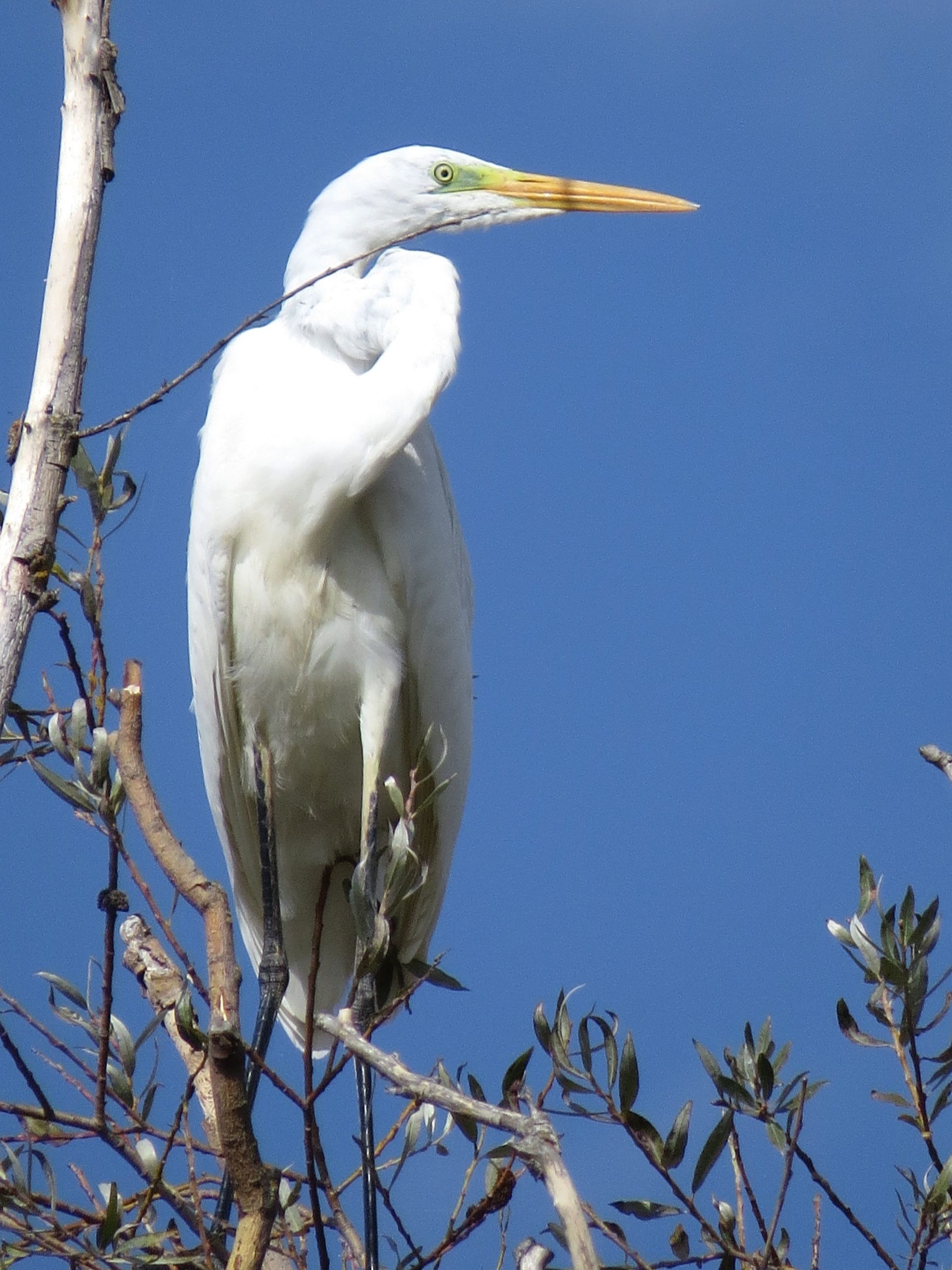 Garceta grande (Ardea alba)