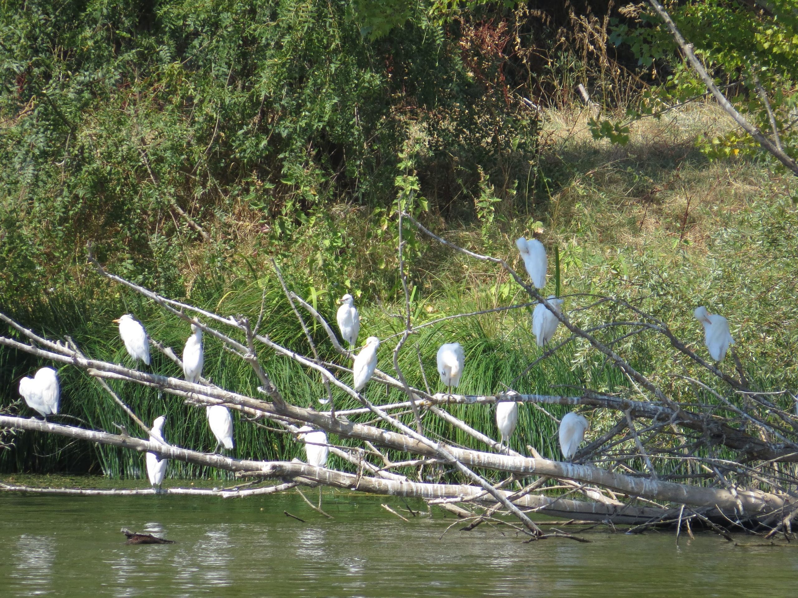 Garcillas bueyeras (Bubulcus ibis)