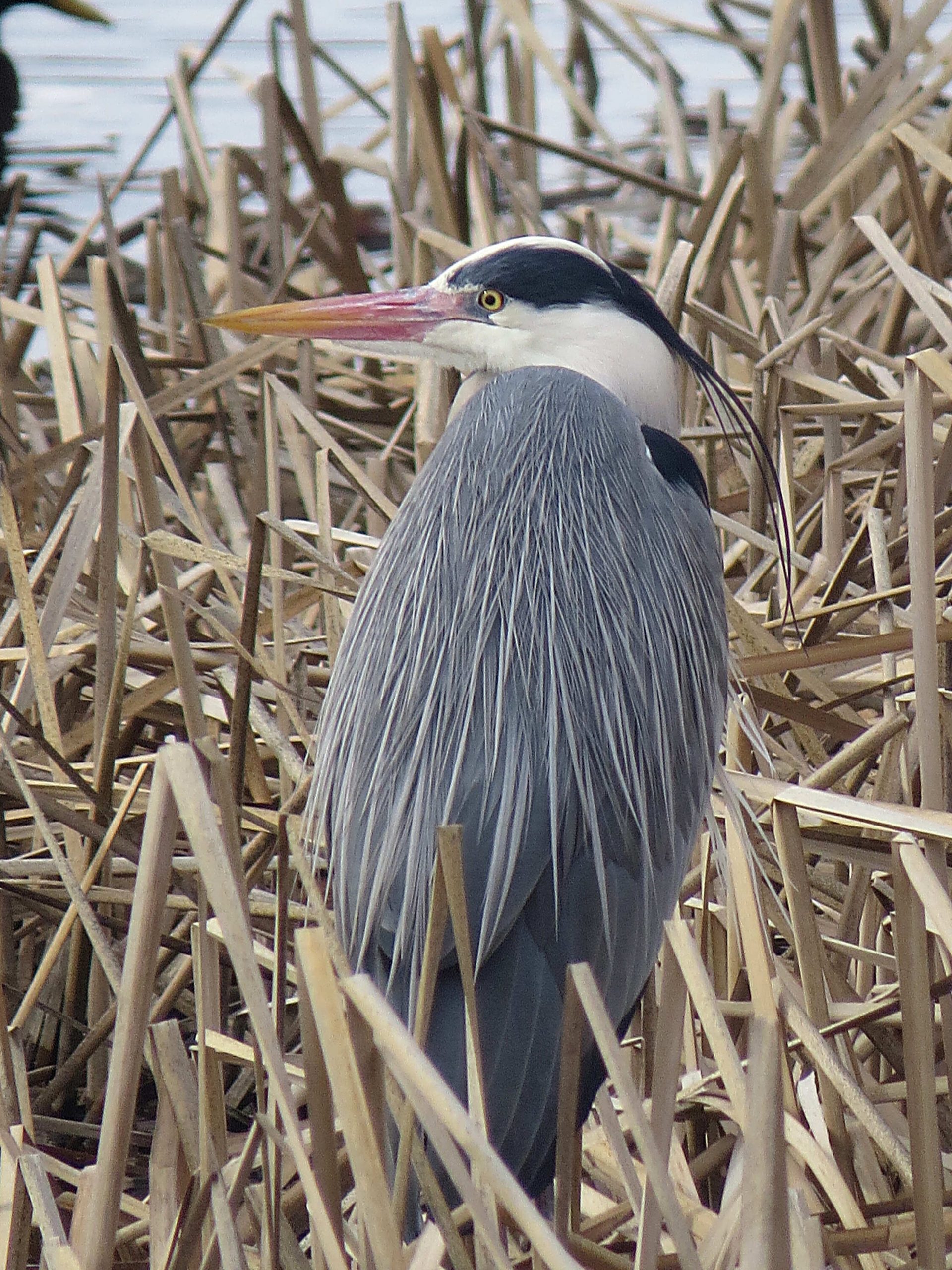 Garza real (Ardea cinerea)