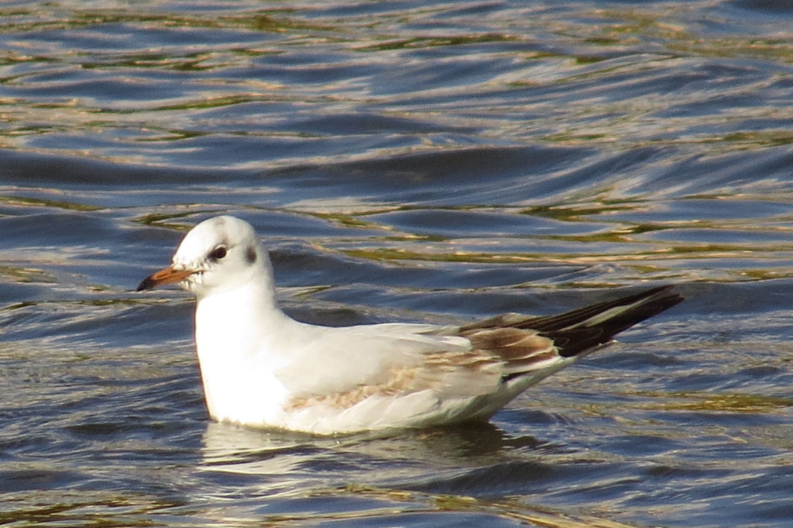 Gaviota reidora (Chroicocephalus ridibundus)