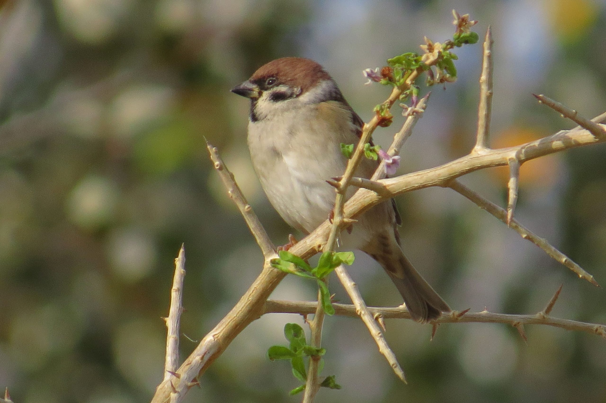 Gorrión molinero (Passer montanus)