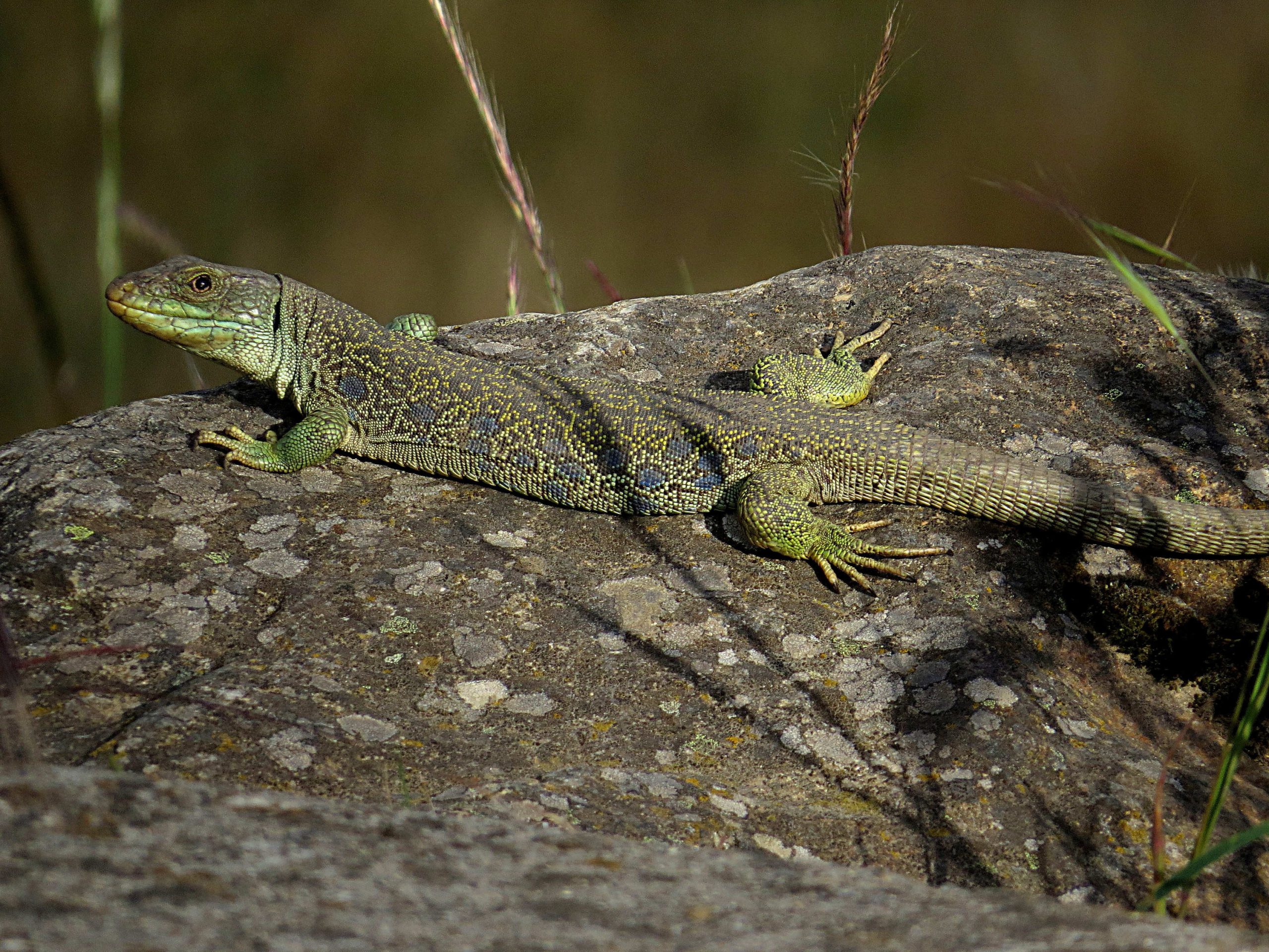 Lagarto ocelado (Timon lepidus)