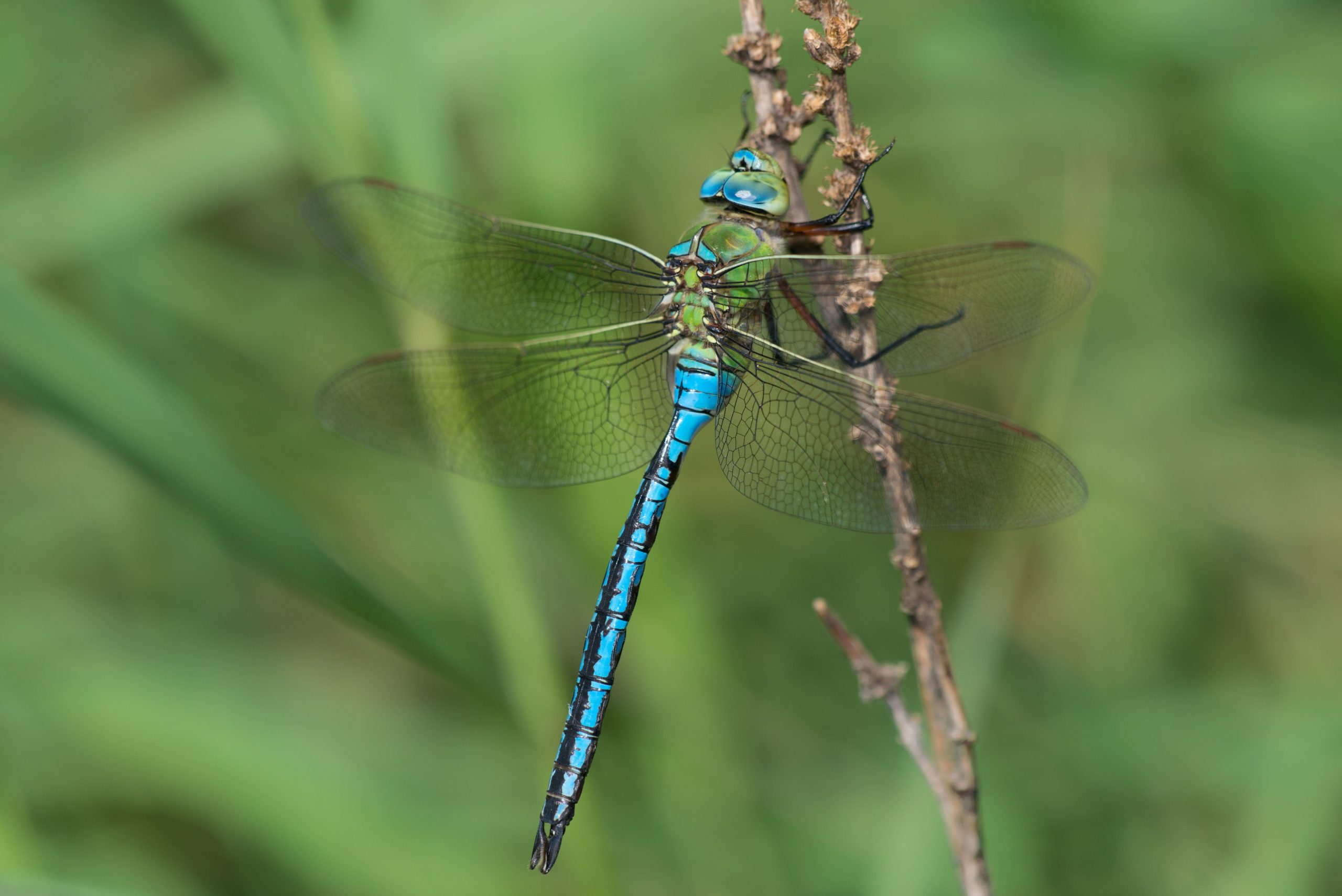 Libélula emperador (Anax imperator)