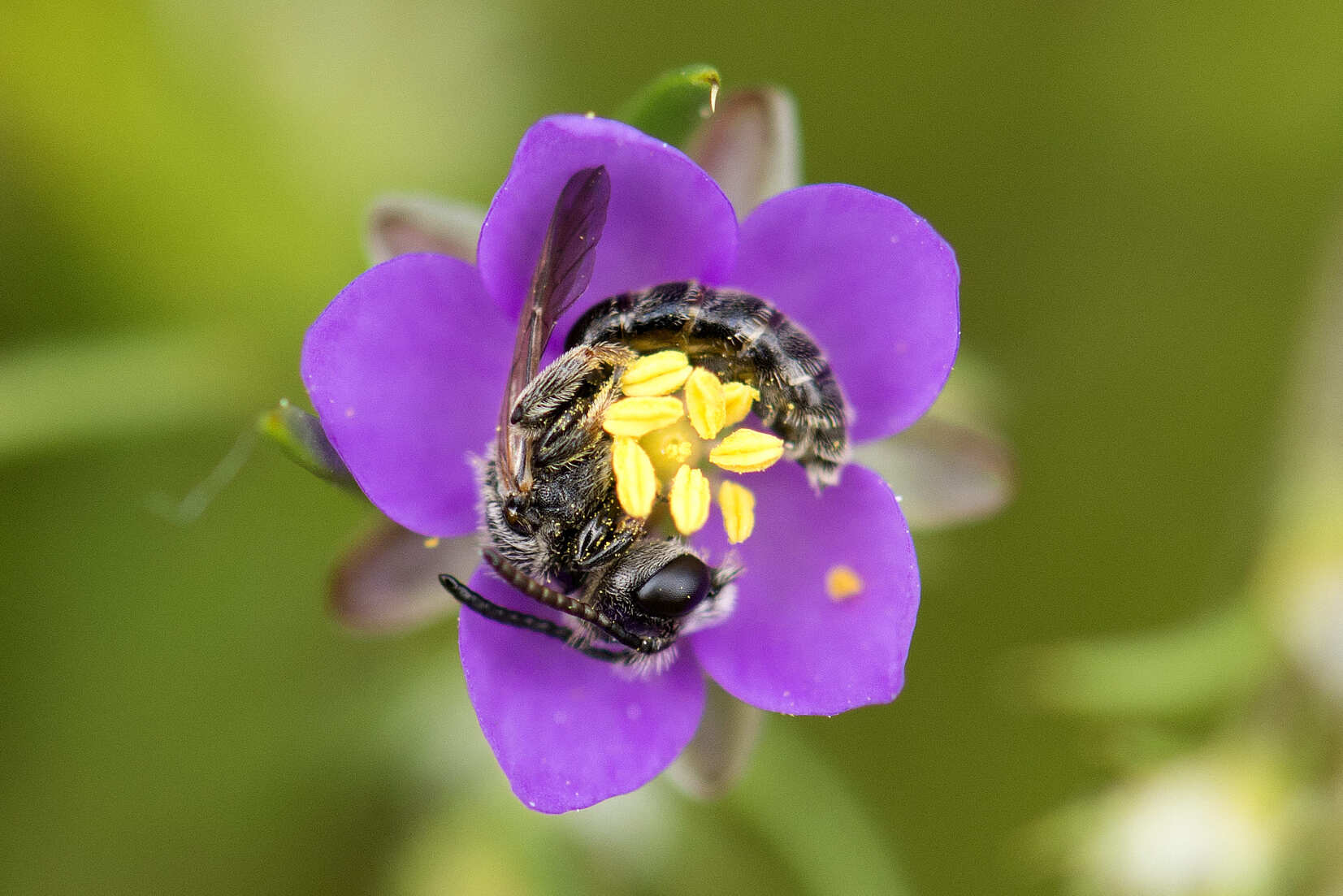 Macho de Dufourea gaullei en una flor de arenaria