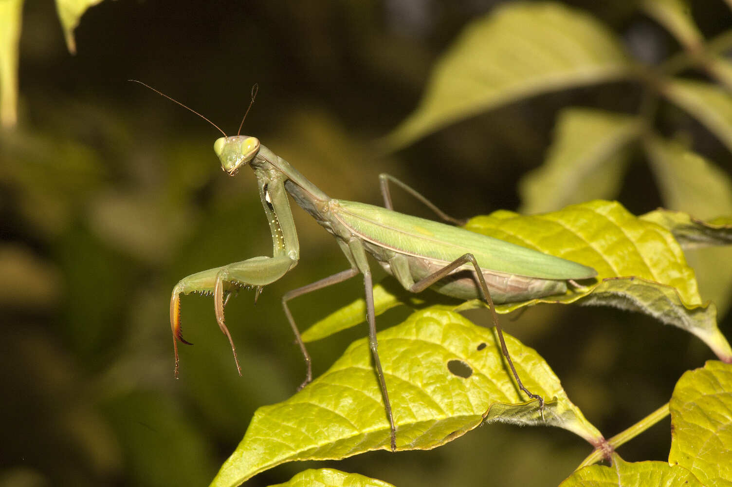 Mantis (Mantis religiosa)
