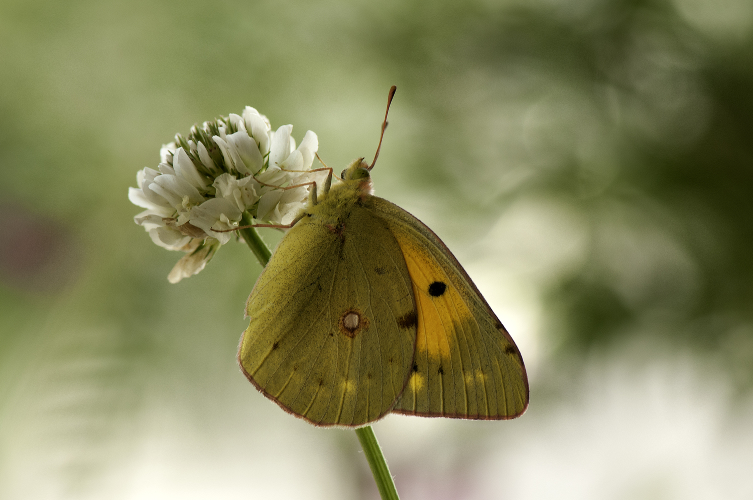 Mariposa colias (Colias croceus)