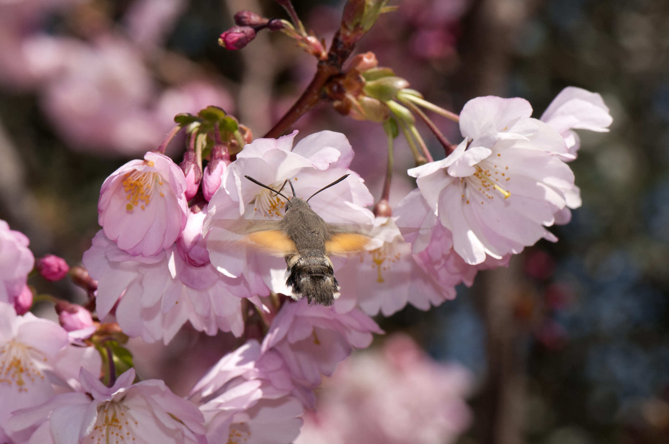 Mariposa colibrí (Macroglossum stellatarum)