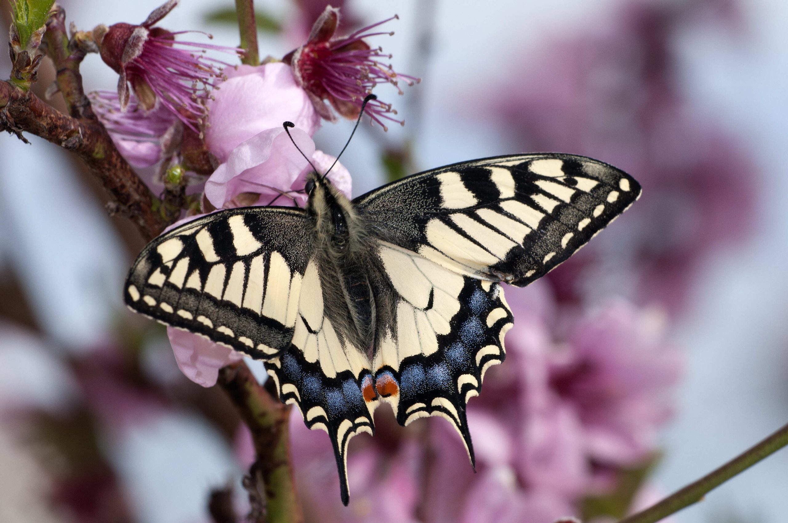 Mariposa macaón (Papilio machaon)