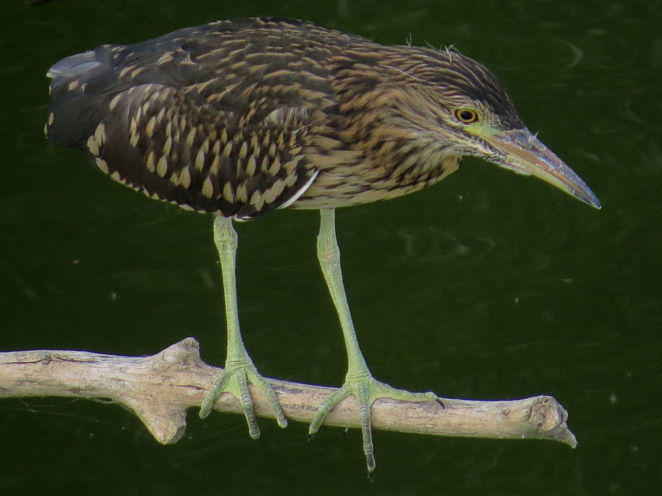 Martinete (Nycticorax nycticorax)