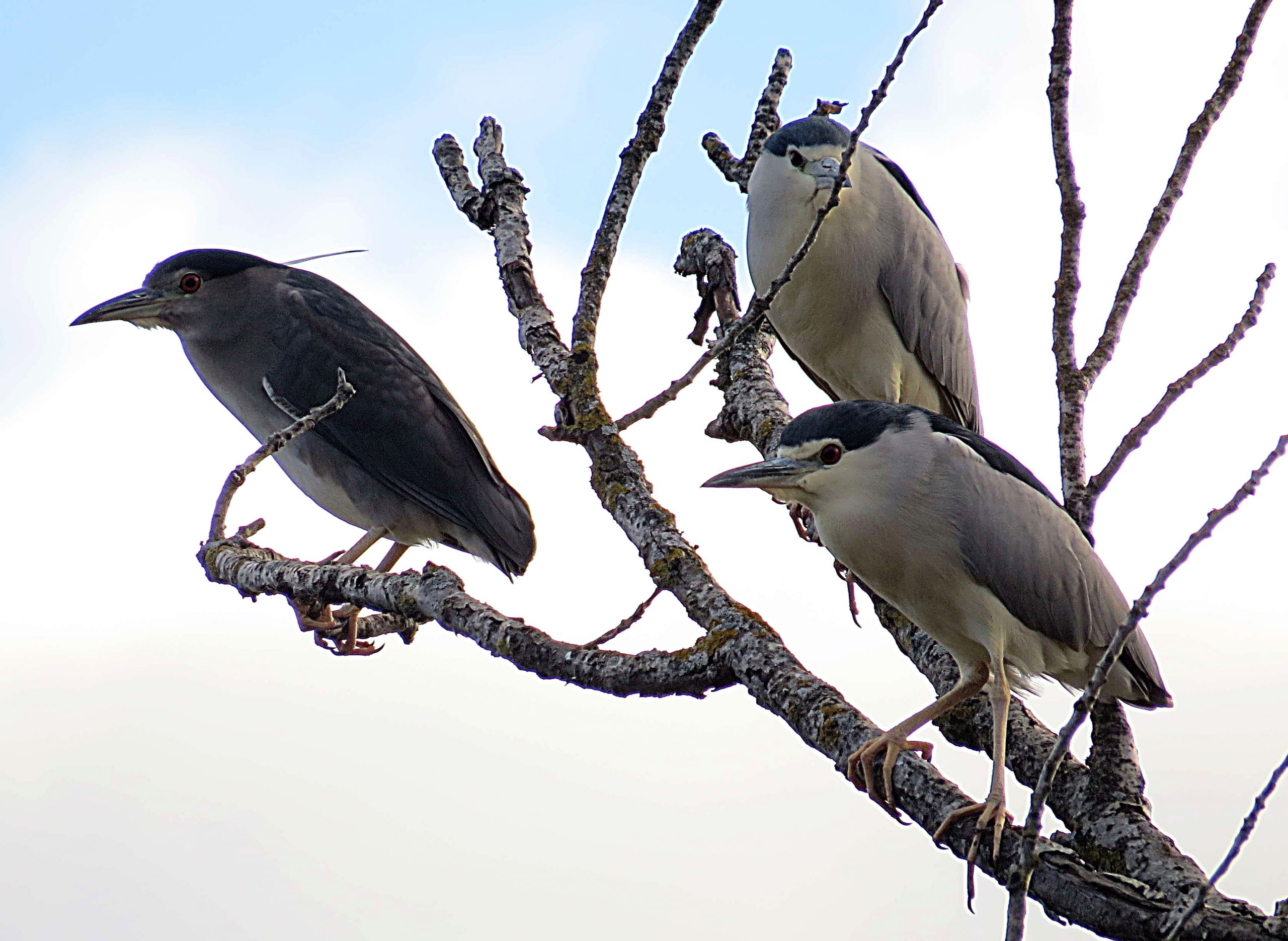 Martinete común (Nycticorax nycticorax)