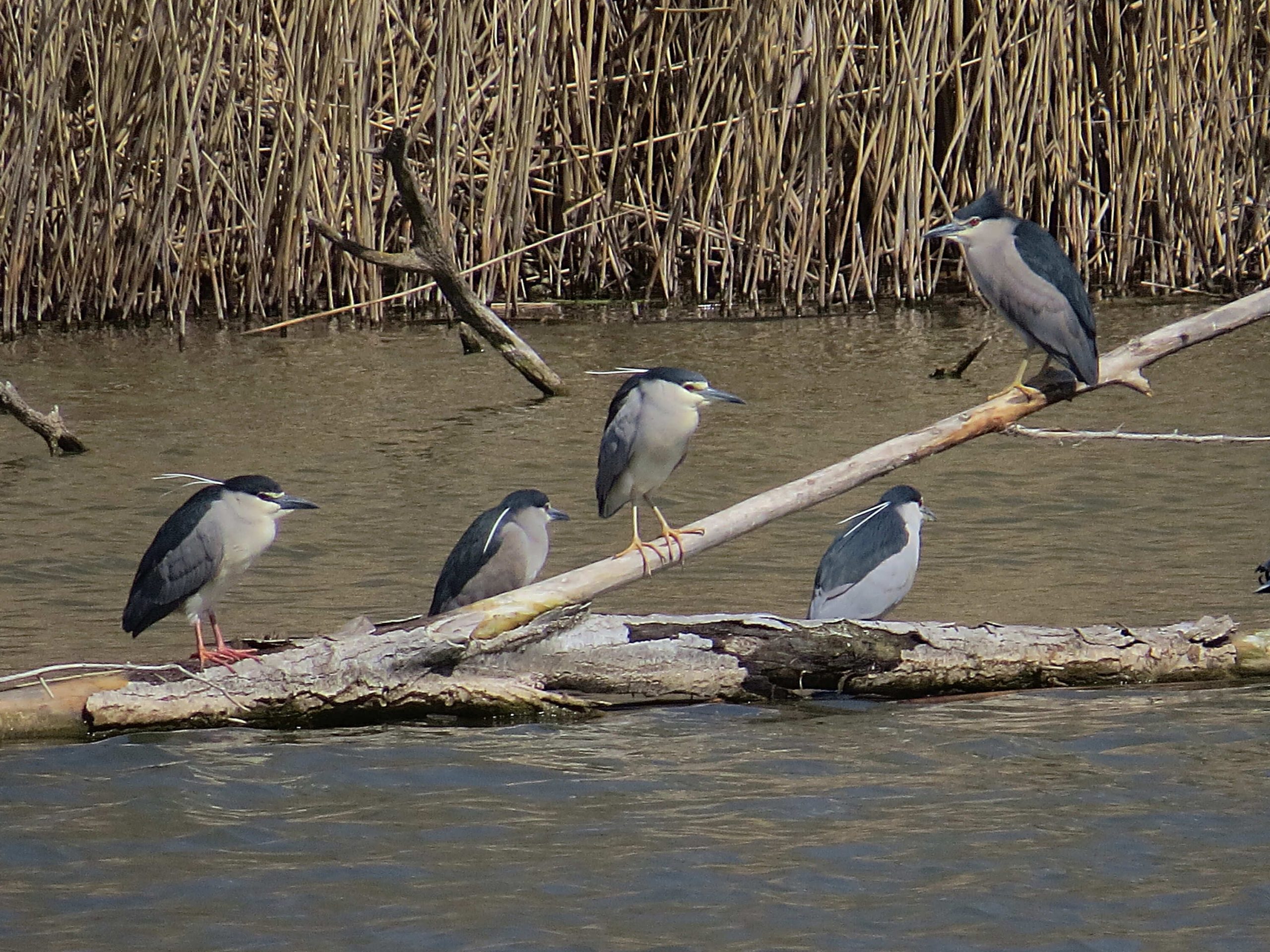 Martinetes (Nycticorax nycticorax)