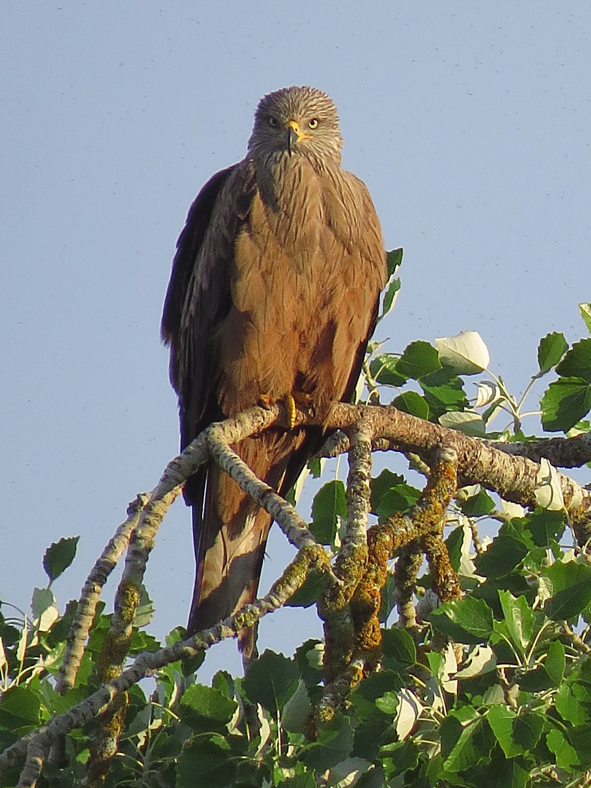 Milano negro (Milvus migrans)