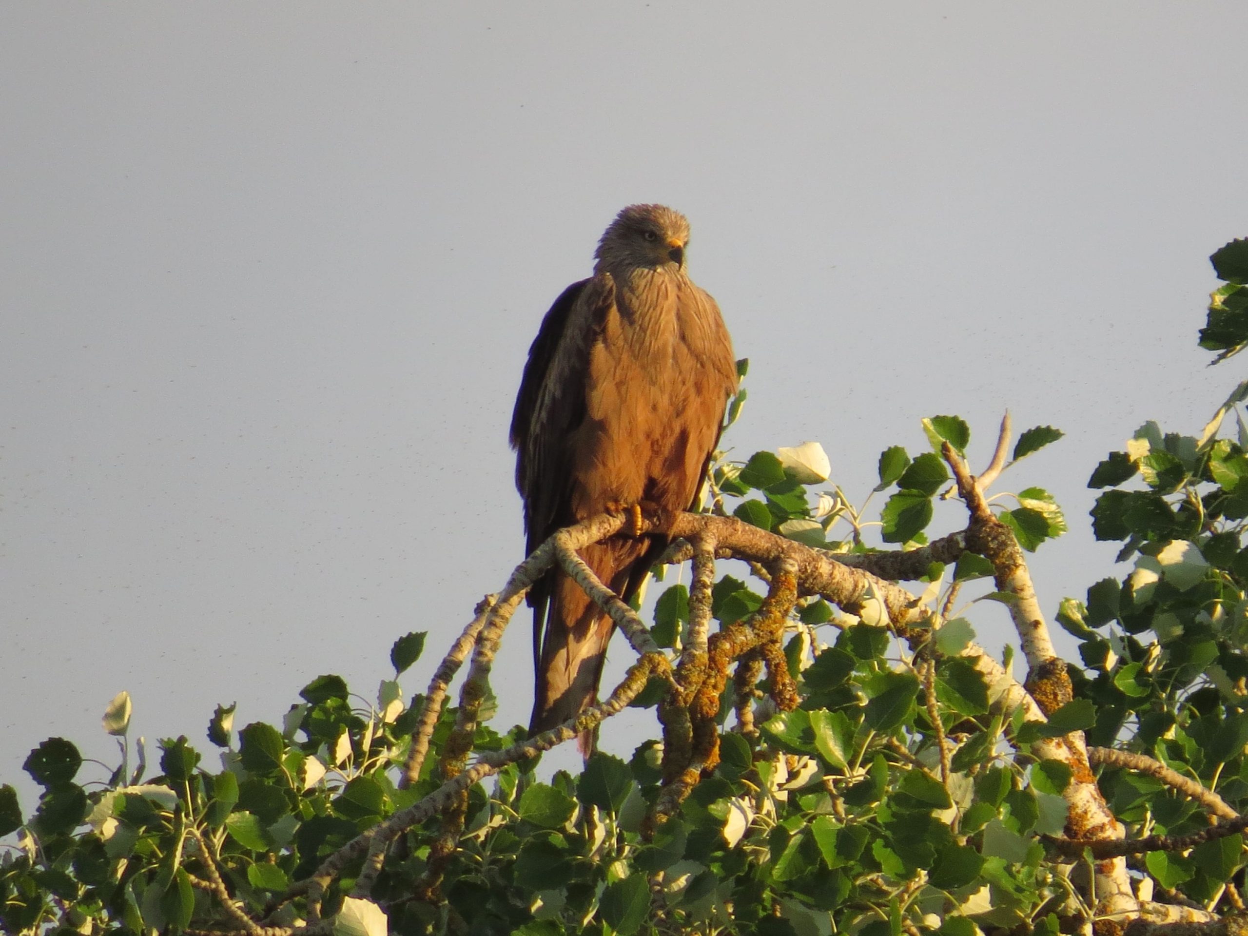 Milano negro (Milvus migrans)