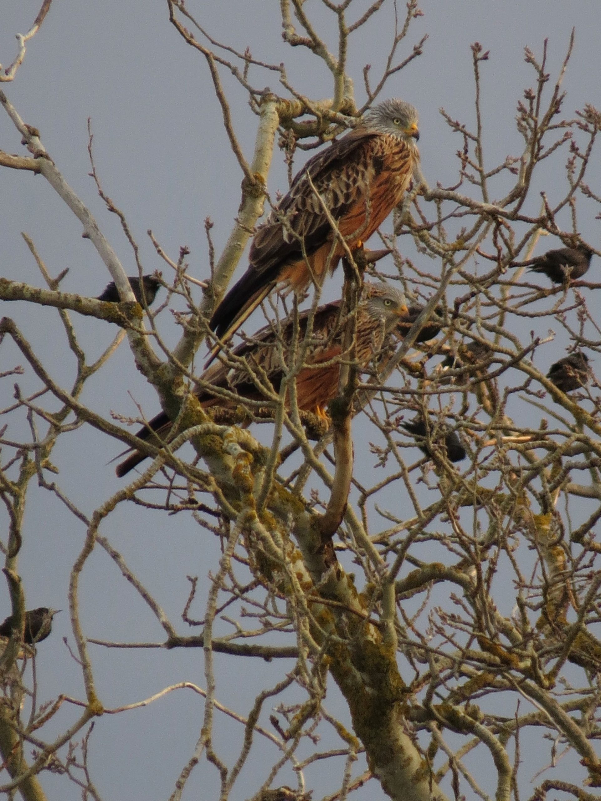Milanos reales (Milvus milvus)
