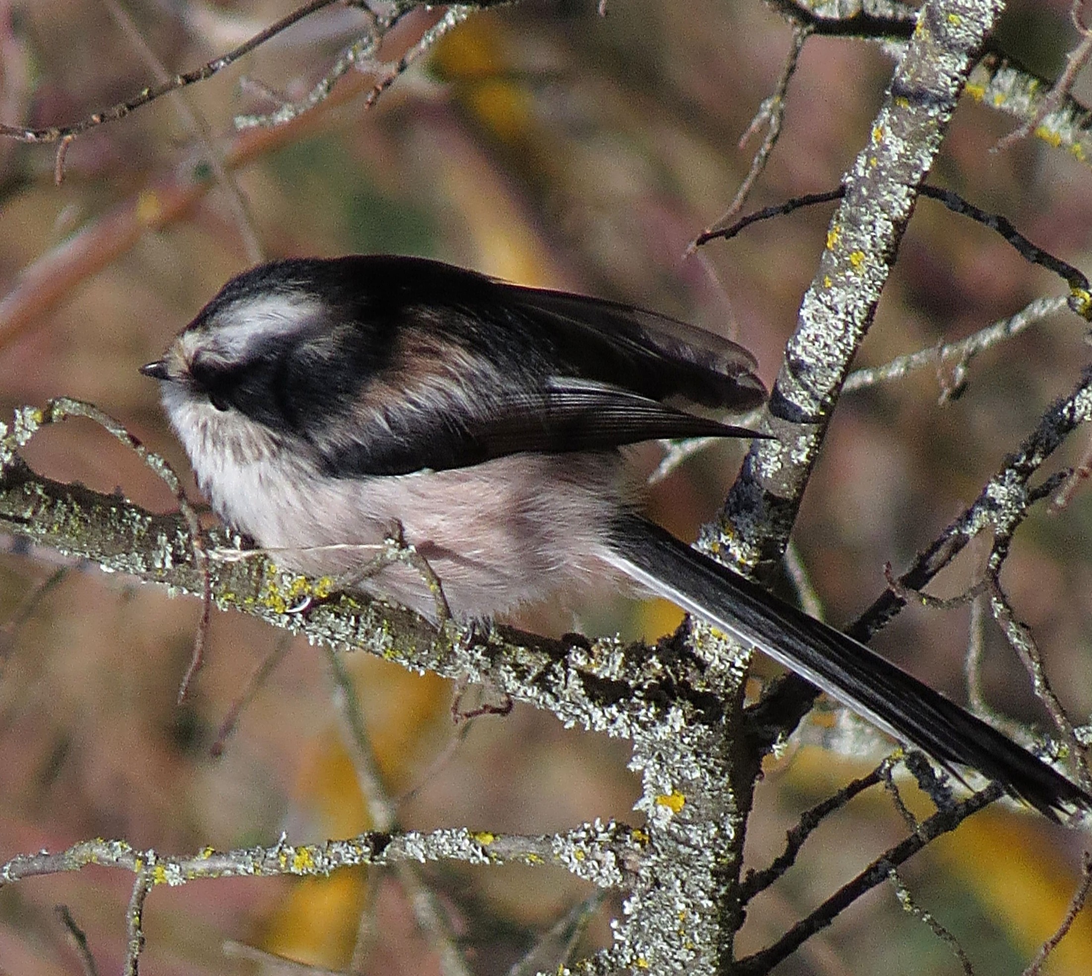 Mito común (Aegithalos caudatus)