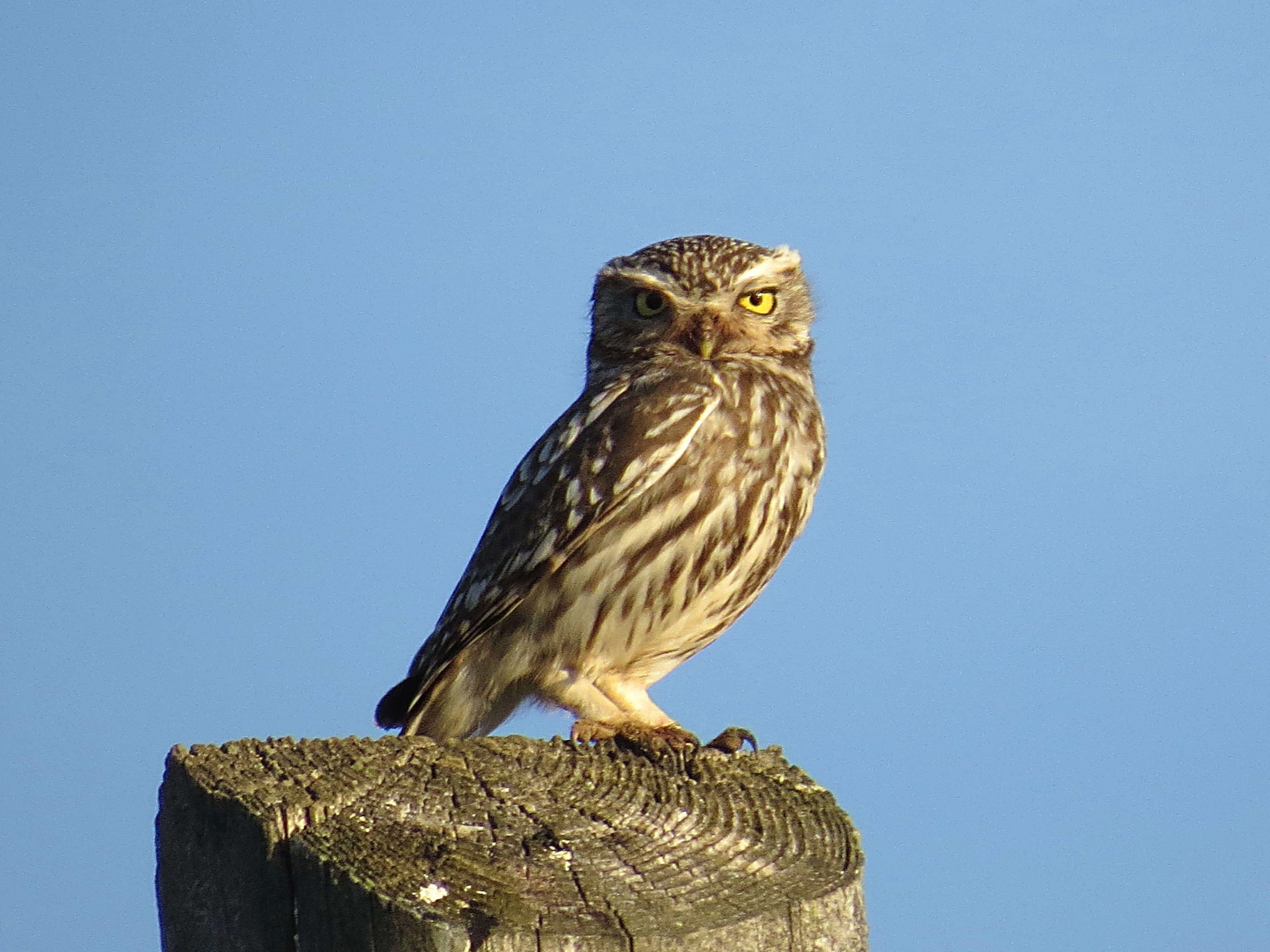 Mochuelo europeo (Athene noctua)